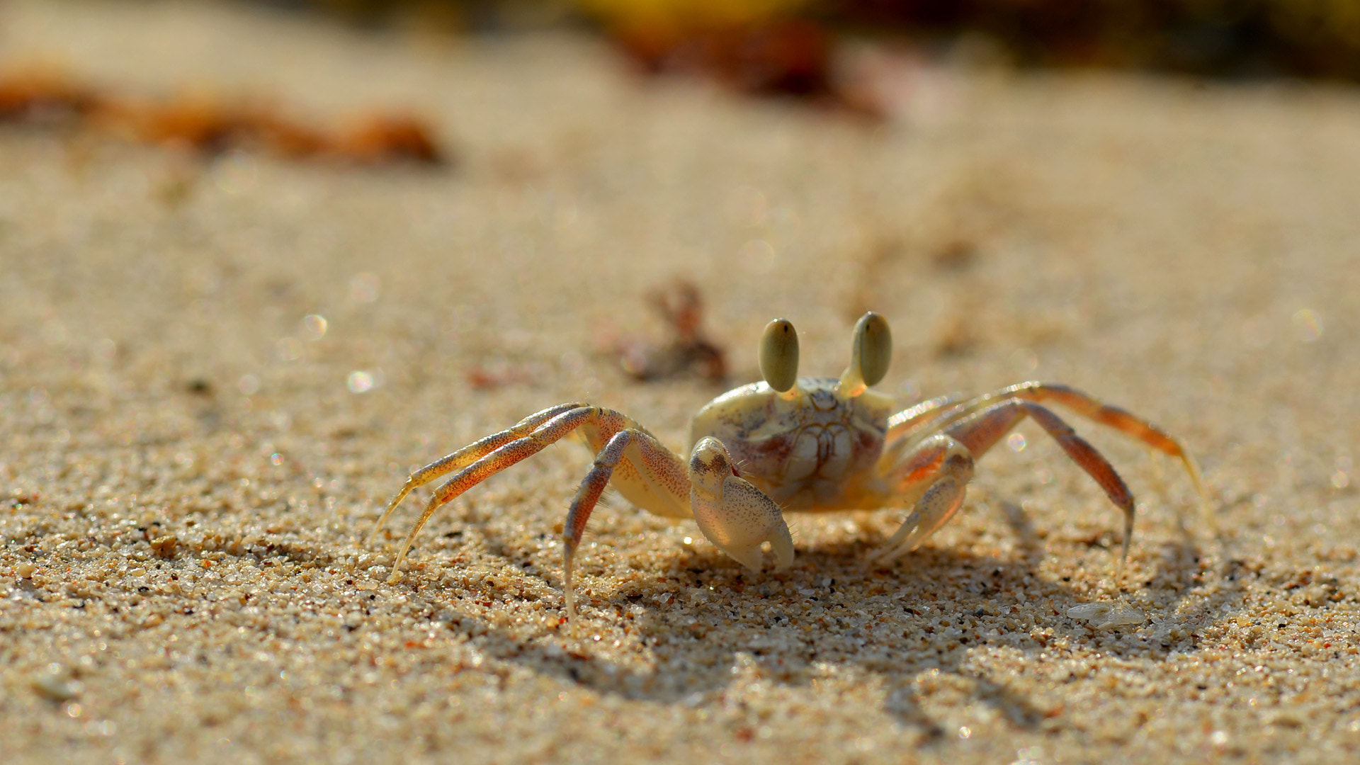 Nikon AF-S Micro-Nikkor 105mm F2.8G IF-ED VR sample photo. Thailand photography