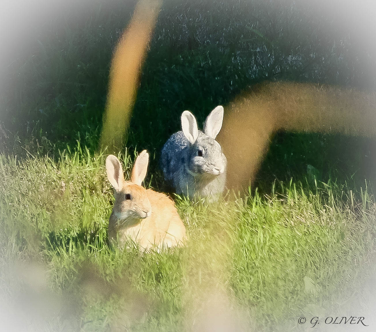 Canon EF 100-400mm F4.5-5.6L IS USM sample photo. Couple de lapins, parque da cidade, porto, portugal  décembre 2016 photography