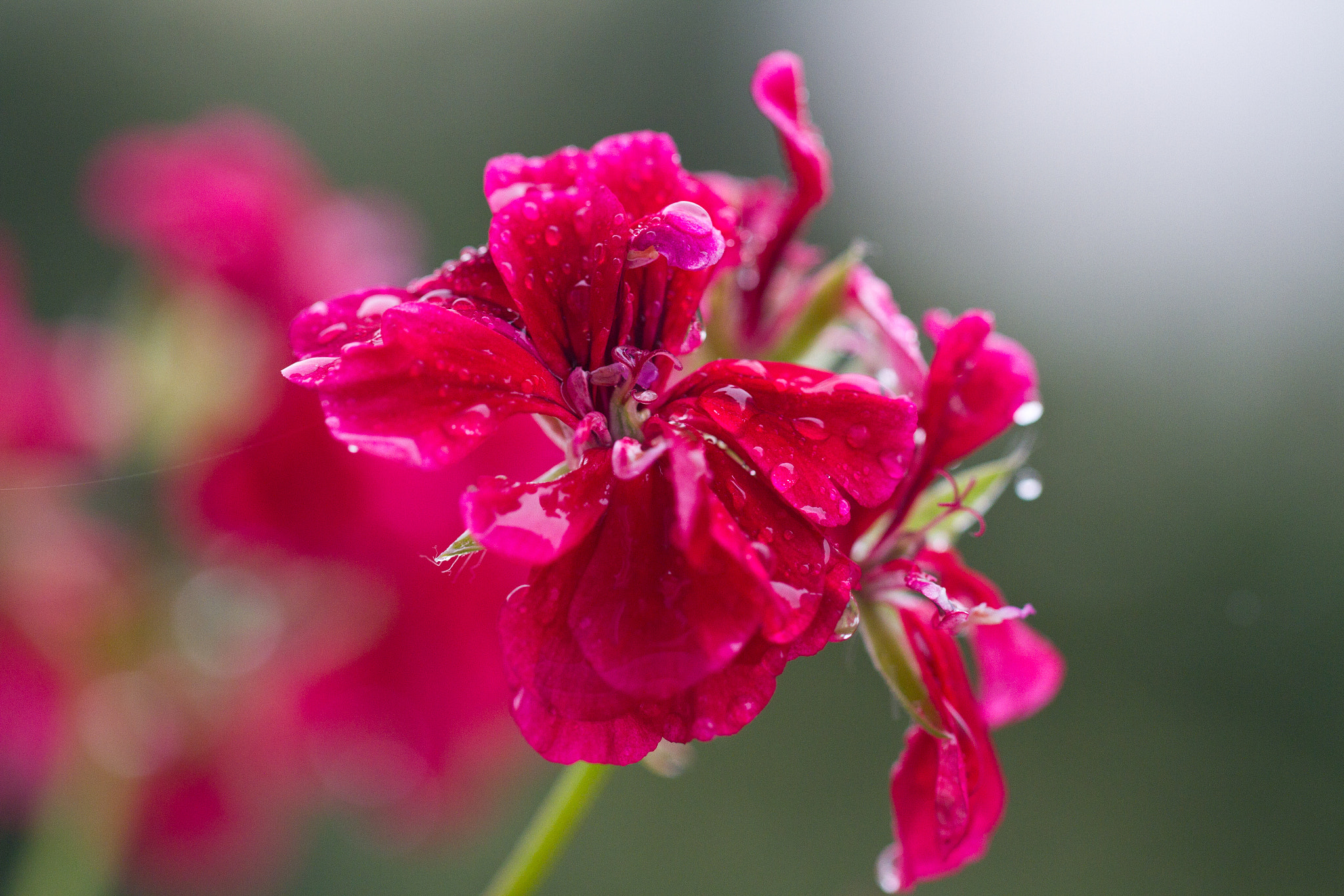 Canon EF 100mm F2.8L Macro IS USM sample photo