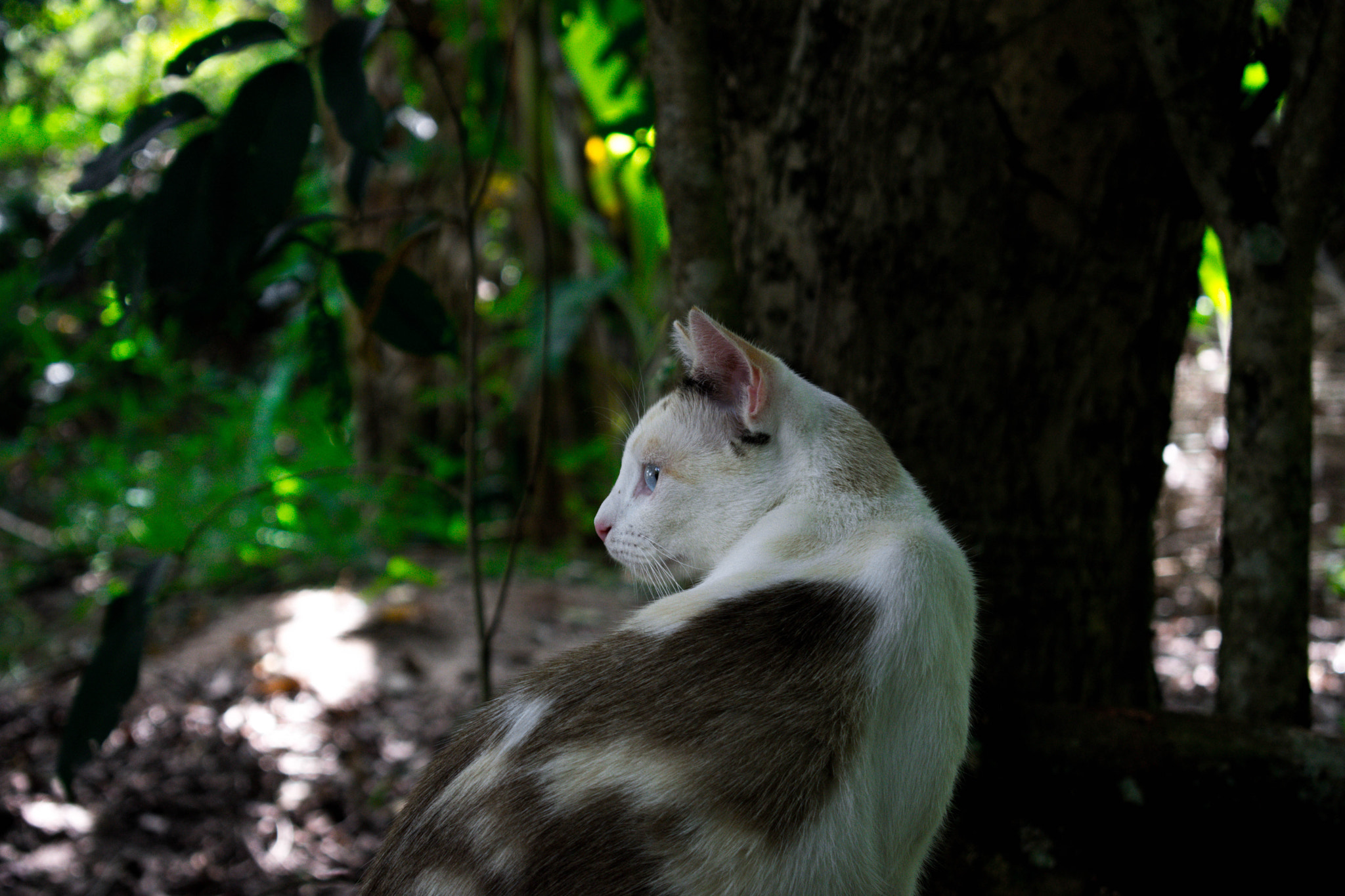 Nikon D3400 sample photo. Sputnik photography