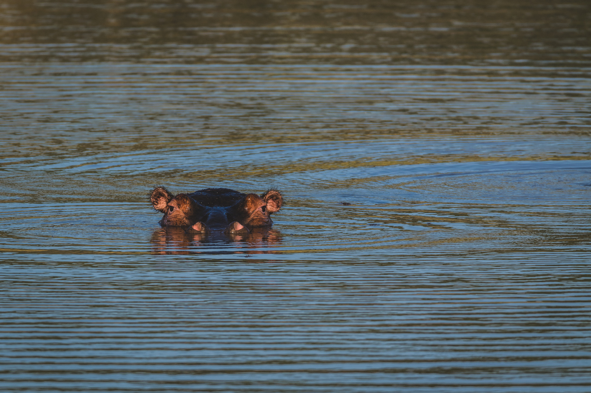 Nikon D5300 + Sigma 150-600mm F5-6.3 DG OS HSM | C sample photo. 'ere's lookin photography