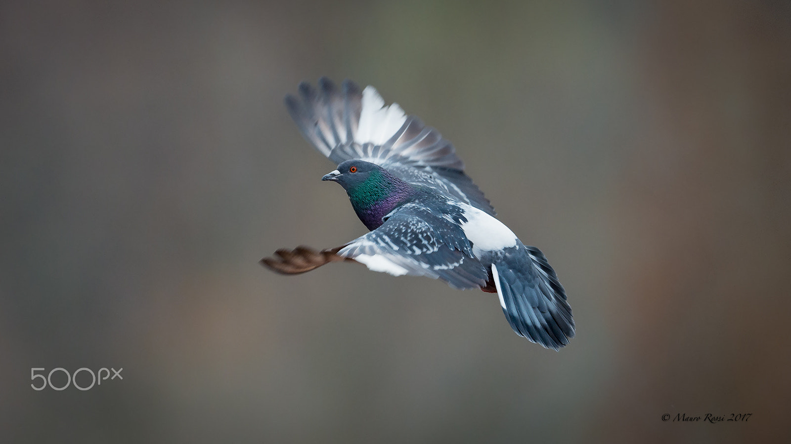 Nikon D4S + Nikon AF-S Nikkor 500mm F4E FL ED VR sample photo. "free to fly..." photography