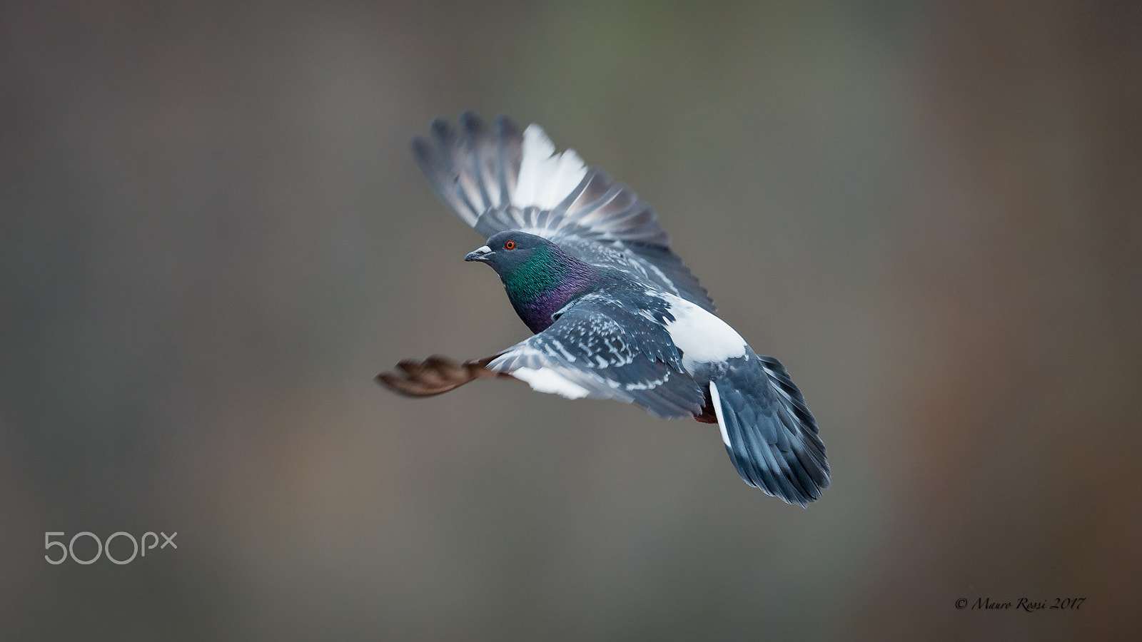 Nikon AF-S Nikkor 500mm F4E FL ED VR sample photo. "free to fly..." photography