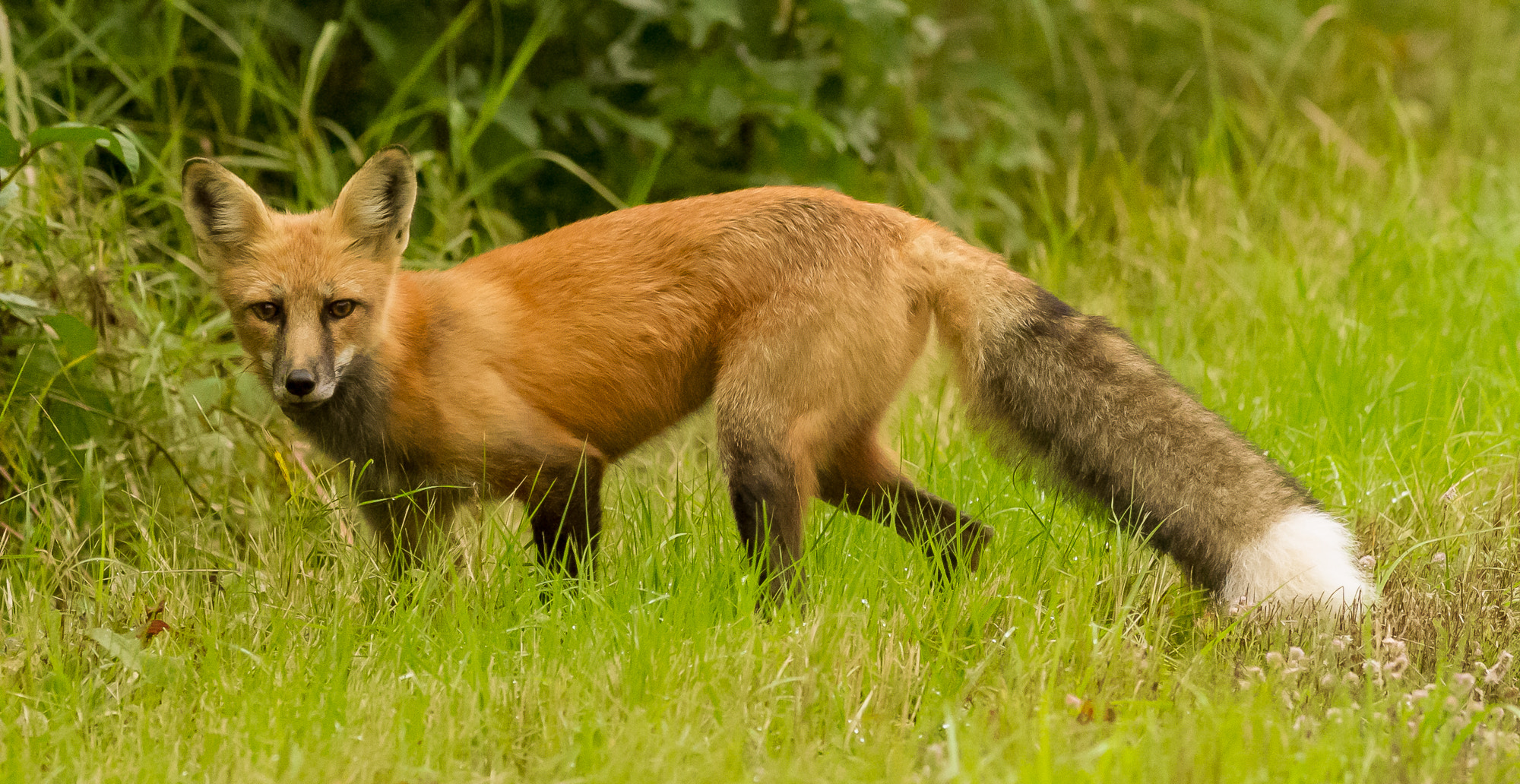 Canon EOS 7D + Canon EF 400mm F5.6L USM sample photo. Fox at roadside photography