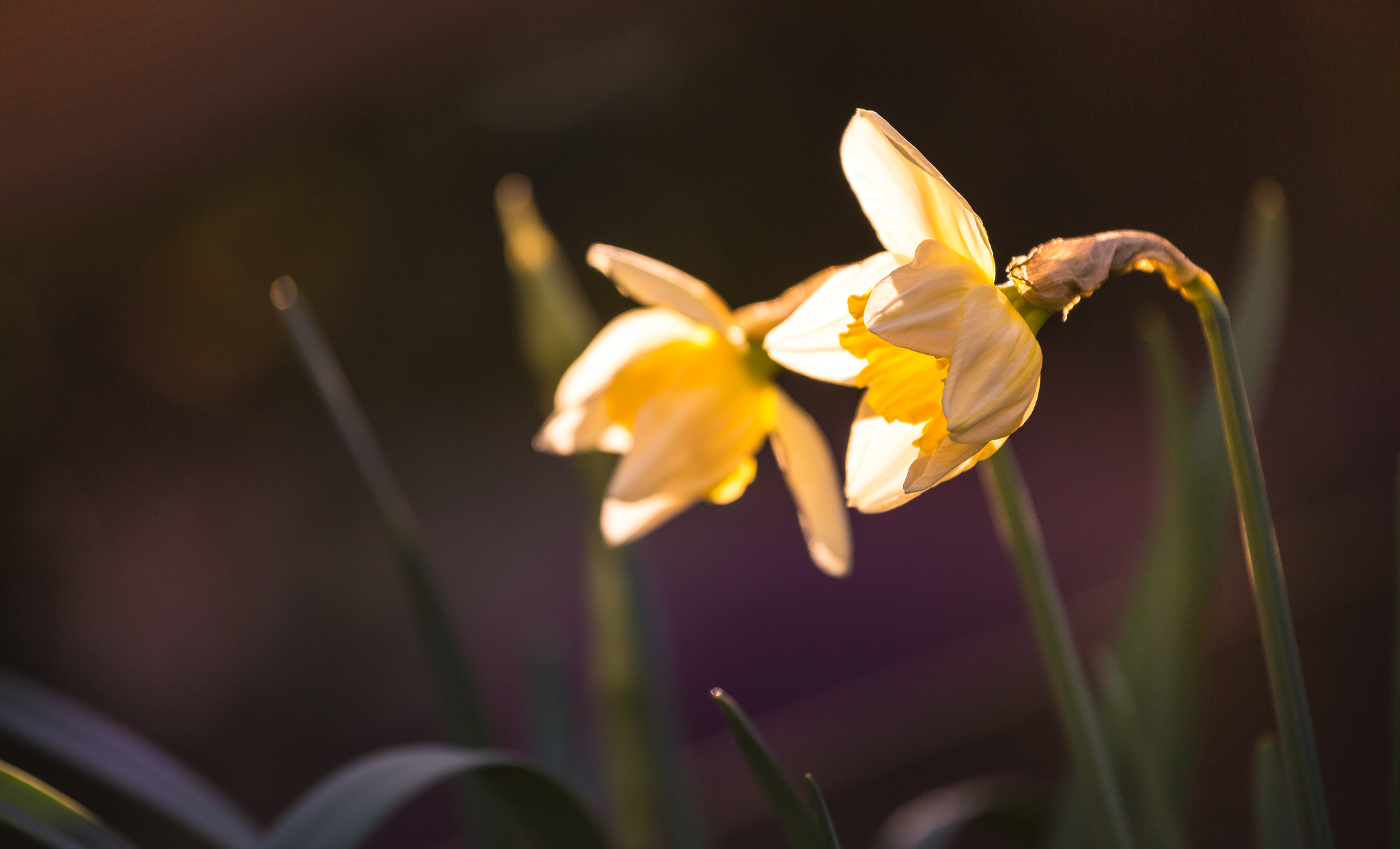 Canon EOS 6D + Canon EF 70-200mm F4L IS USM sample photo. Easter flowers photography
