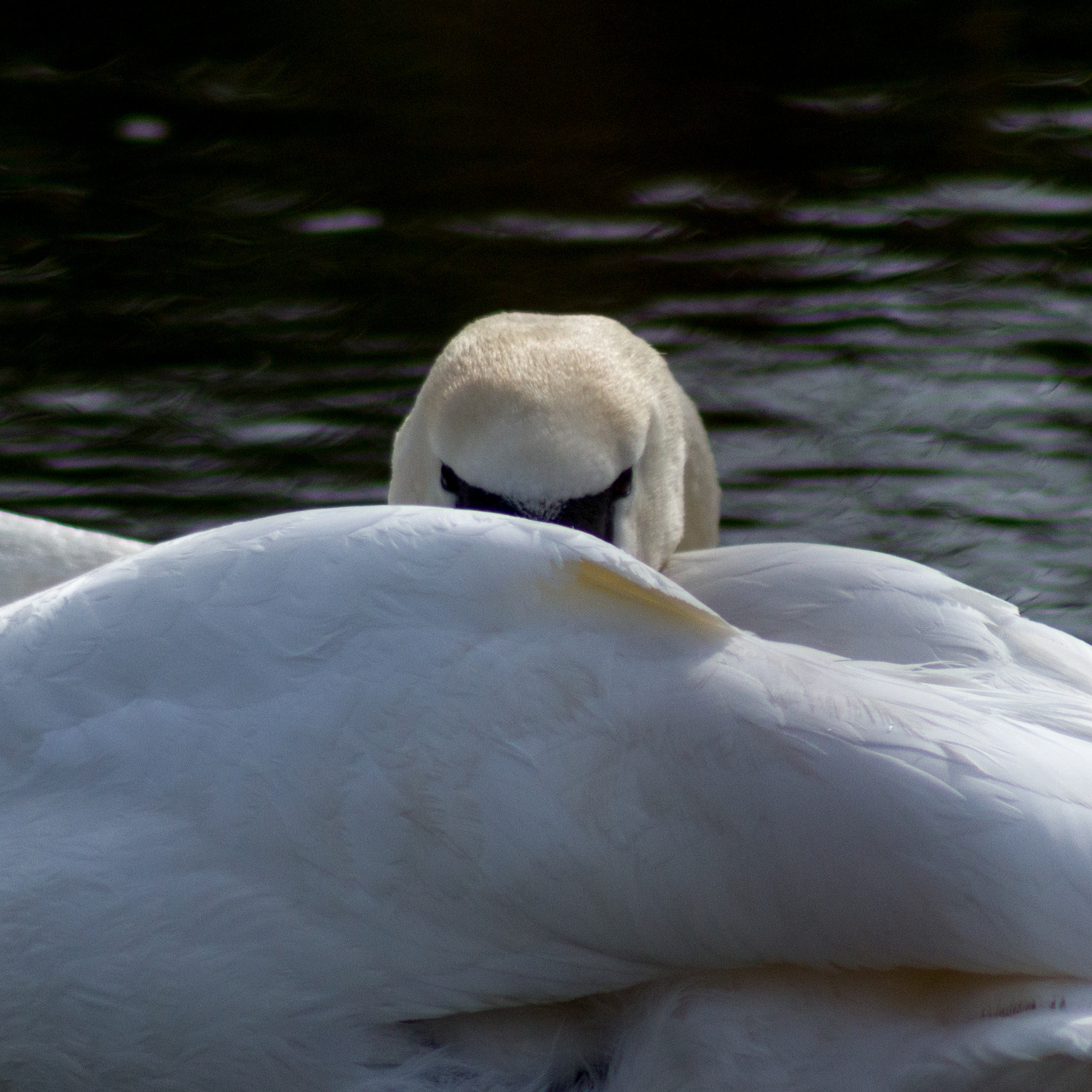 Canon EF 75-300mm f/4-5.6 USM sample photo. I see you photography