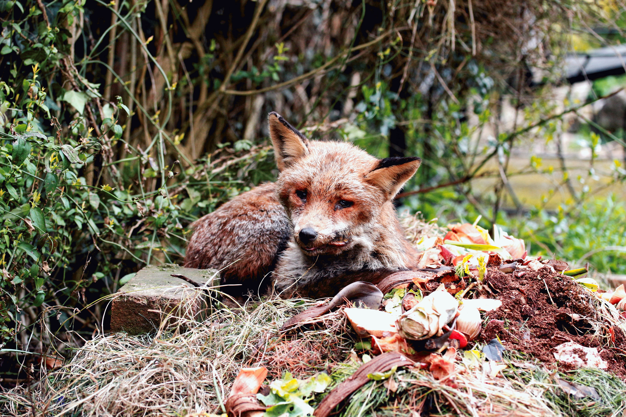 Canon EF-S 60mm F2.8 Macro USM sample photo. Mr fox photography