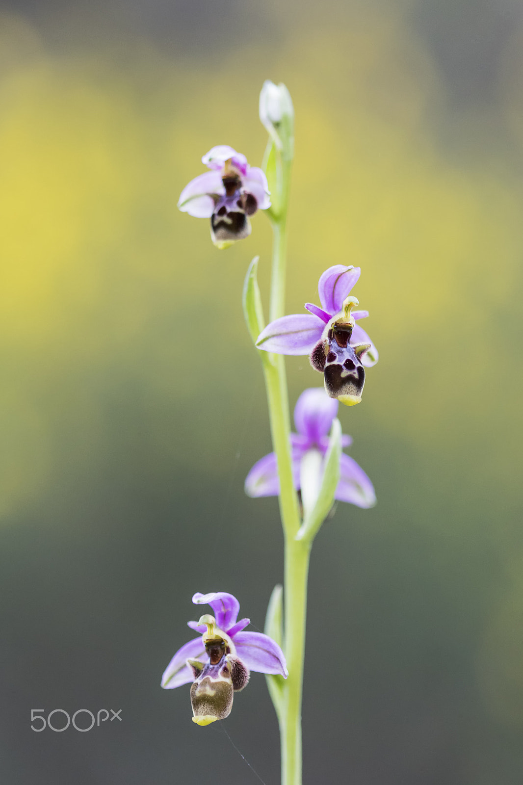 Canon EF 100mm F2.8 Macro USM sample photo. 20170314 doñana - 355 photography