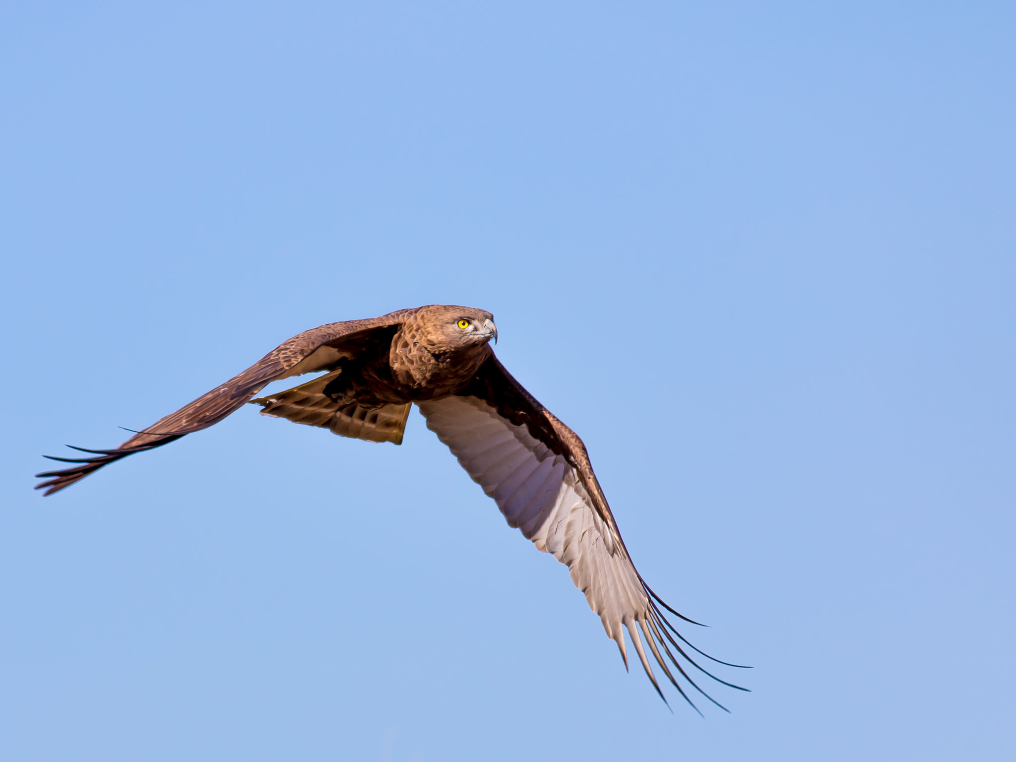Canon EF 400mm F5.6L USM sample photo. Brown snake-eagle photography