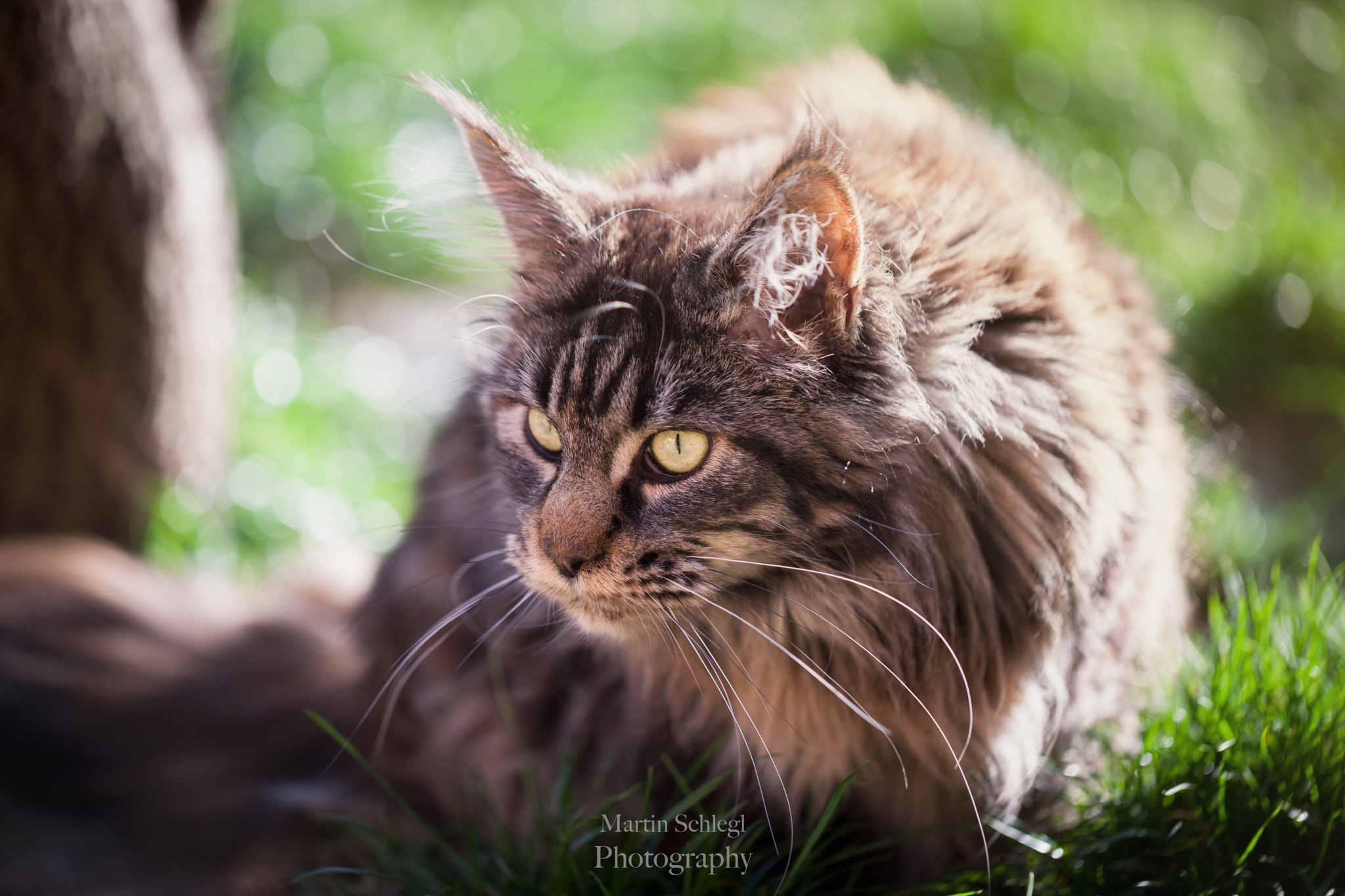 Canon EOS-1Ds Mark III sample photo. Sie ist so hübsch <3 photography