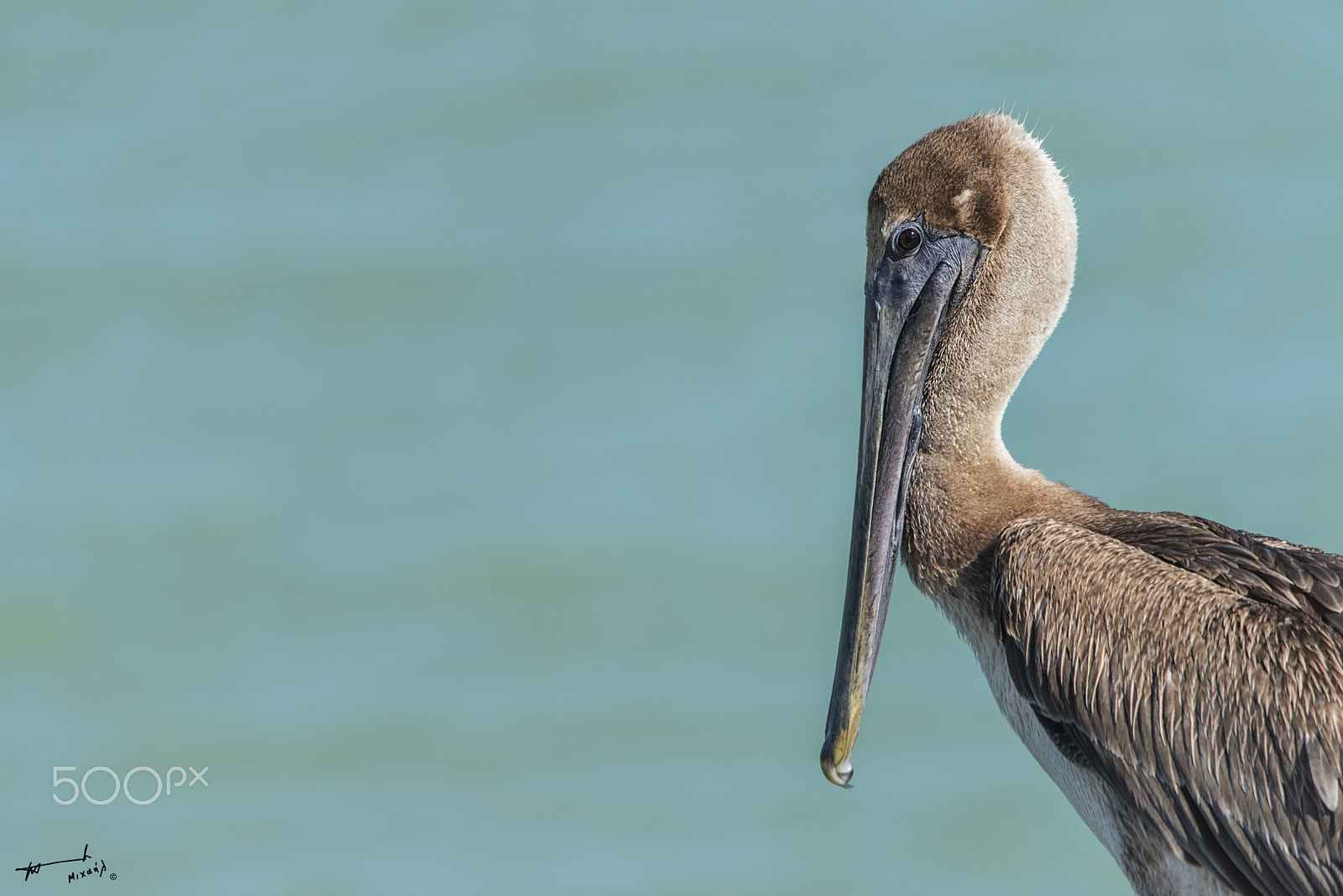 Sigma 150-500mm F5-6.3 DG OS HSM sample photo. Sian ka'an photography