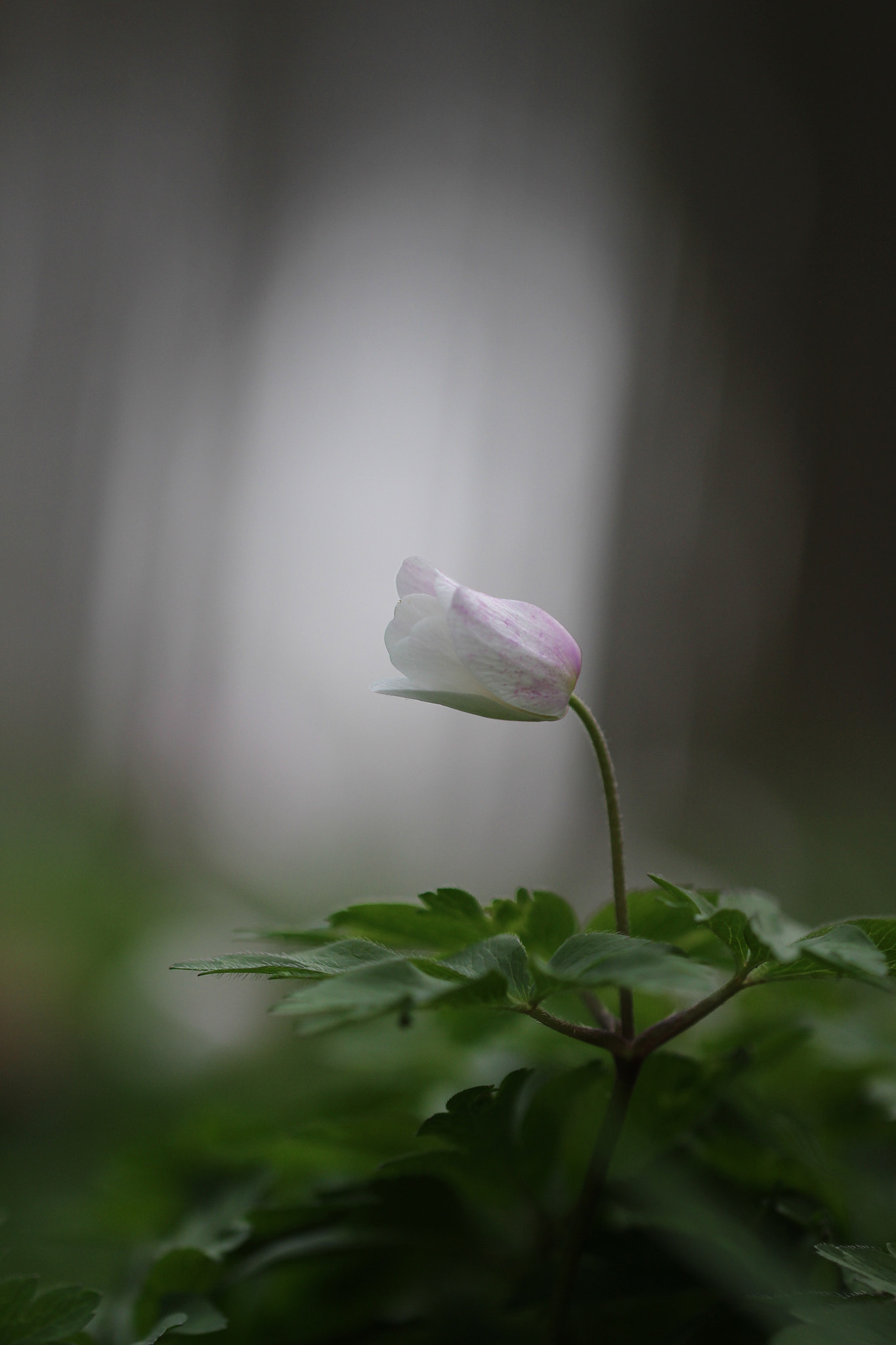 Canon EF 100mm F2.8L Macro IS USM sample photo. Img photography