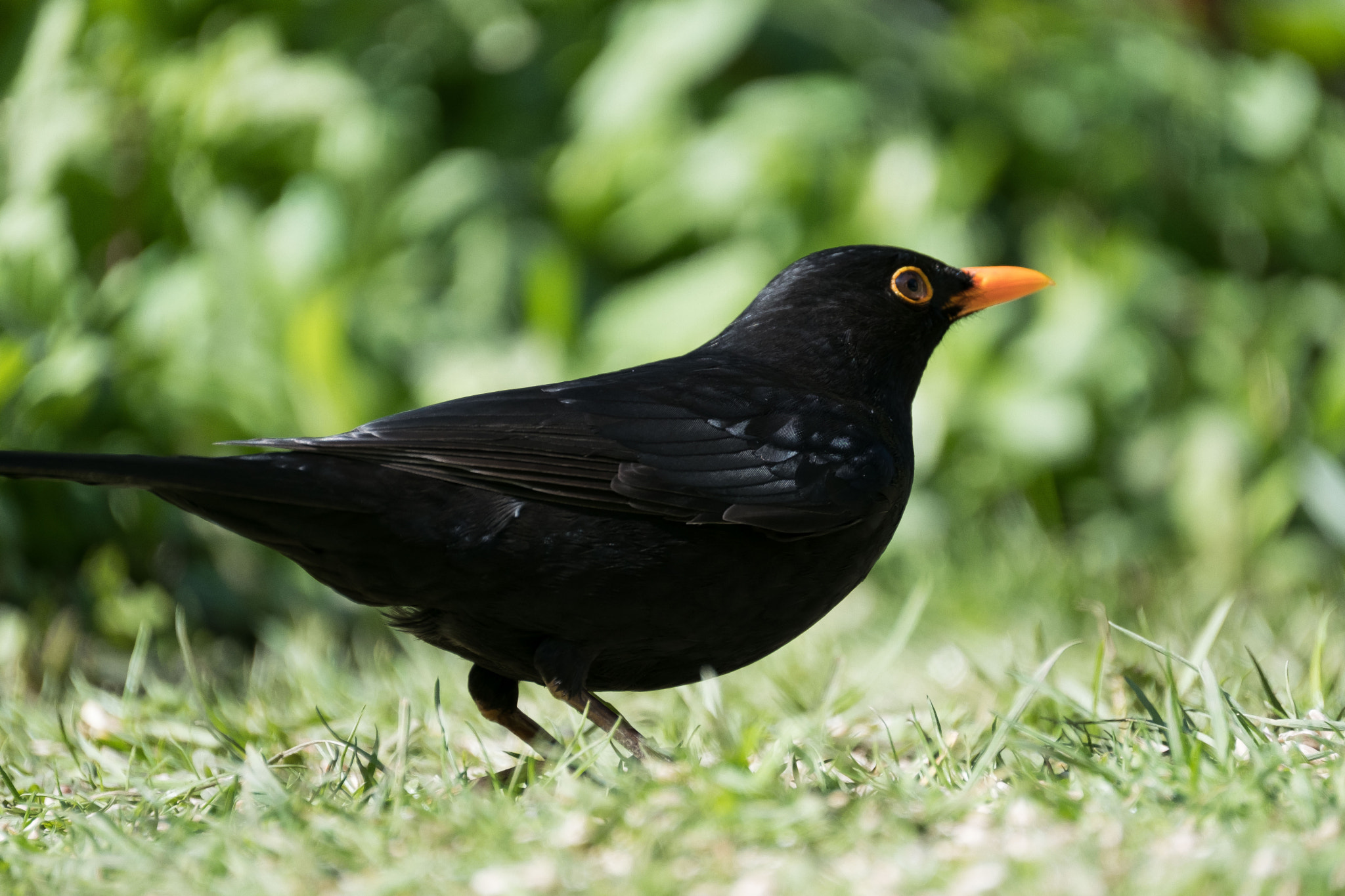 Fujifilm XF 100-400mm F4.5-5.6 R LM OIS WR sample photo. Maleblackbird photography