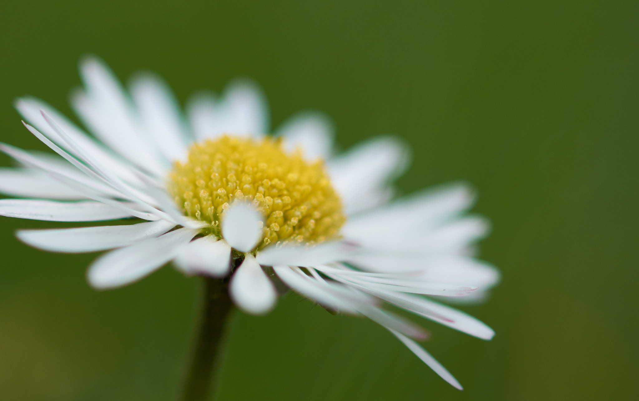 Sigma 105mm F2.8 EX DG OS HSM sample photo. Daisy photography