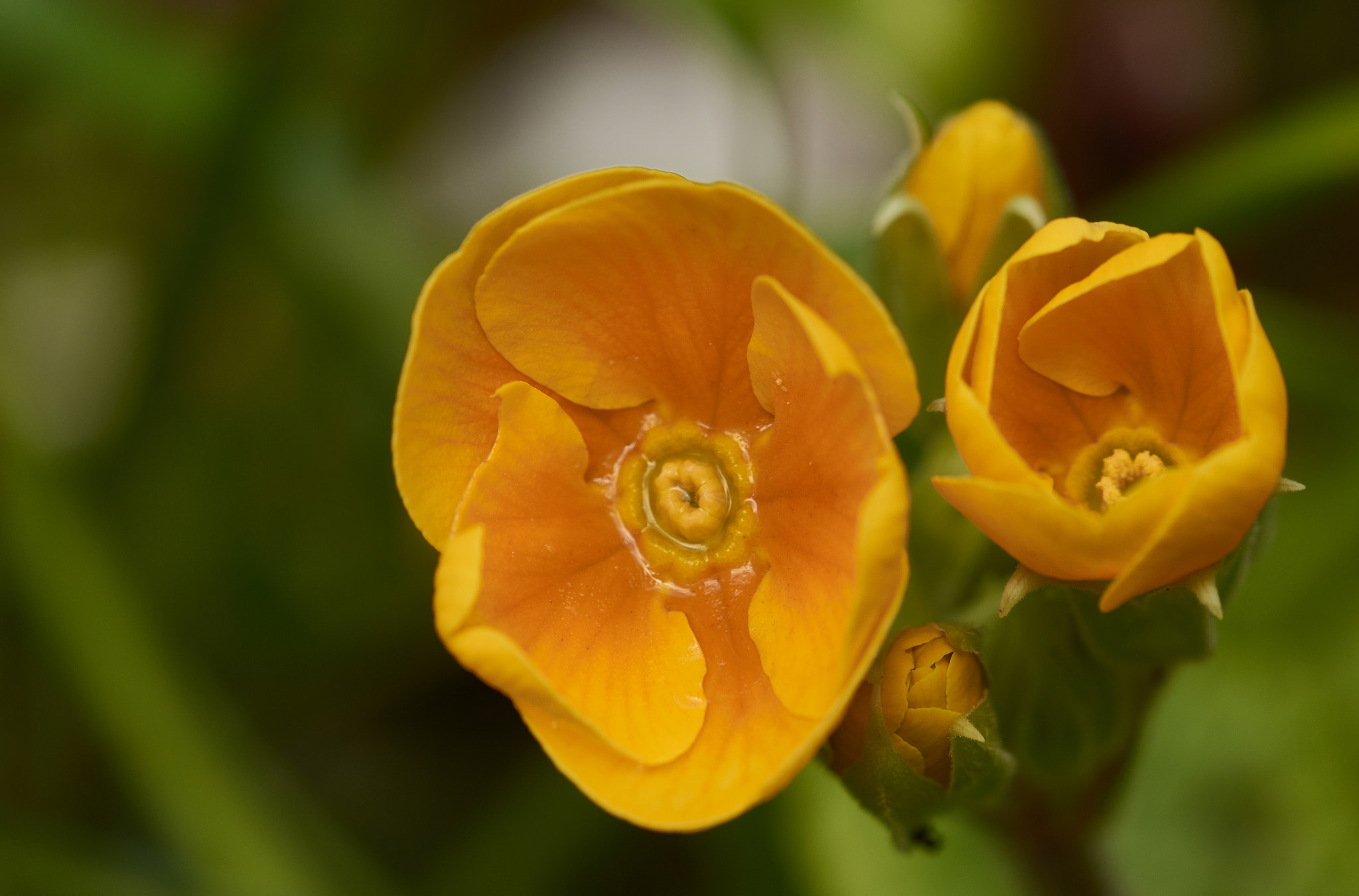 Sigma 105mm F2.8 EX DG OS HSM sample photo. Primula photography