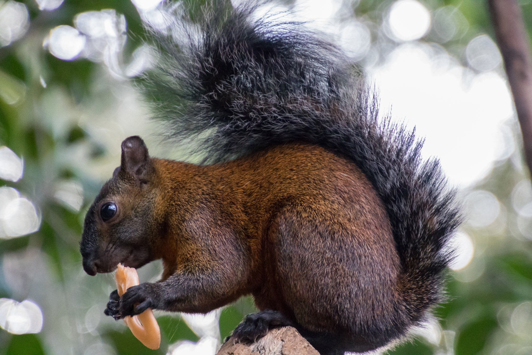 Canon EOS 760D (EOS Rebel T6s / EOS 8000D) + Tamron 16-300mm F3.5-6.3 Di II VC PZD Macro sample photo. Hungry squirrel! photography