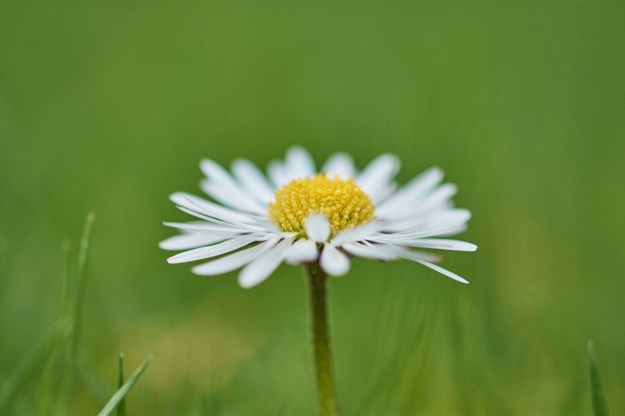 Sigma 105mm F2.8 EX DG OS HSM sample photo. Daisy photography