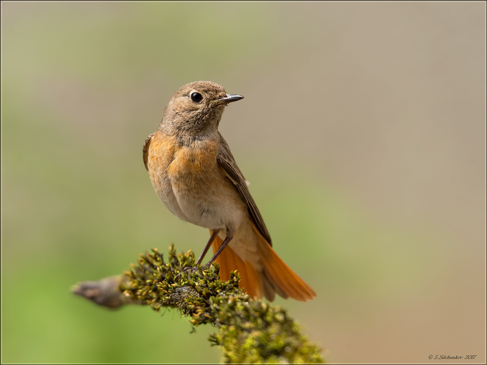 Sigma 150-600mm F5-6.3 DG OS HSM | S sample photo. Redstar (female) photography