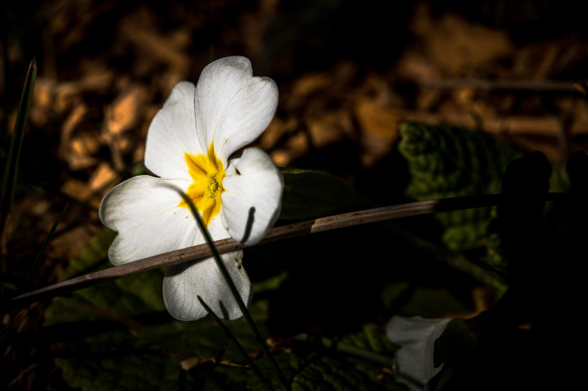 Canon EF 100mm F2.8L Macro IS USM sample photo. Spring is coming photography