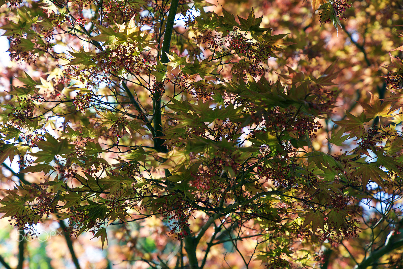 Sony a7S II + Sony FE 24-70mm F2.8 GM sample photo. There is no end to great unknown photography