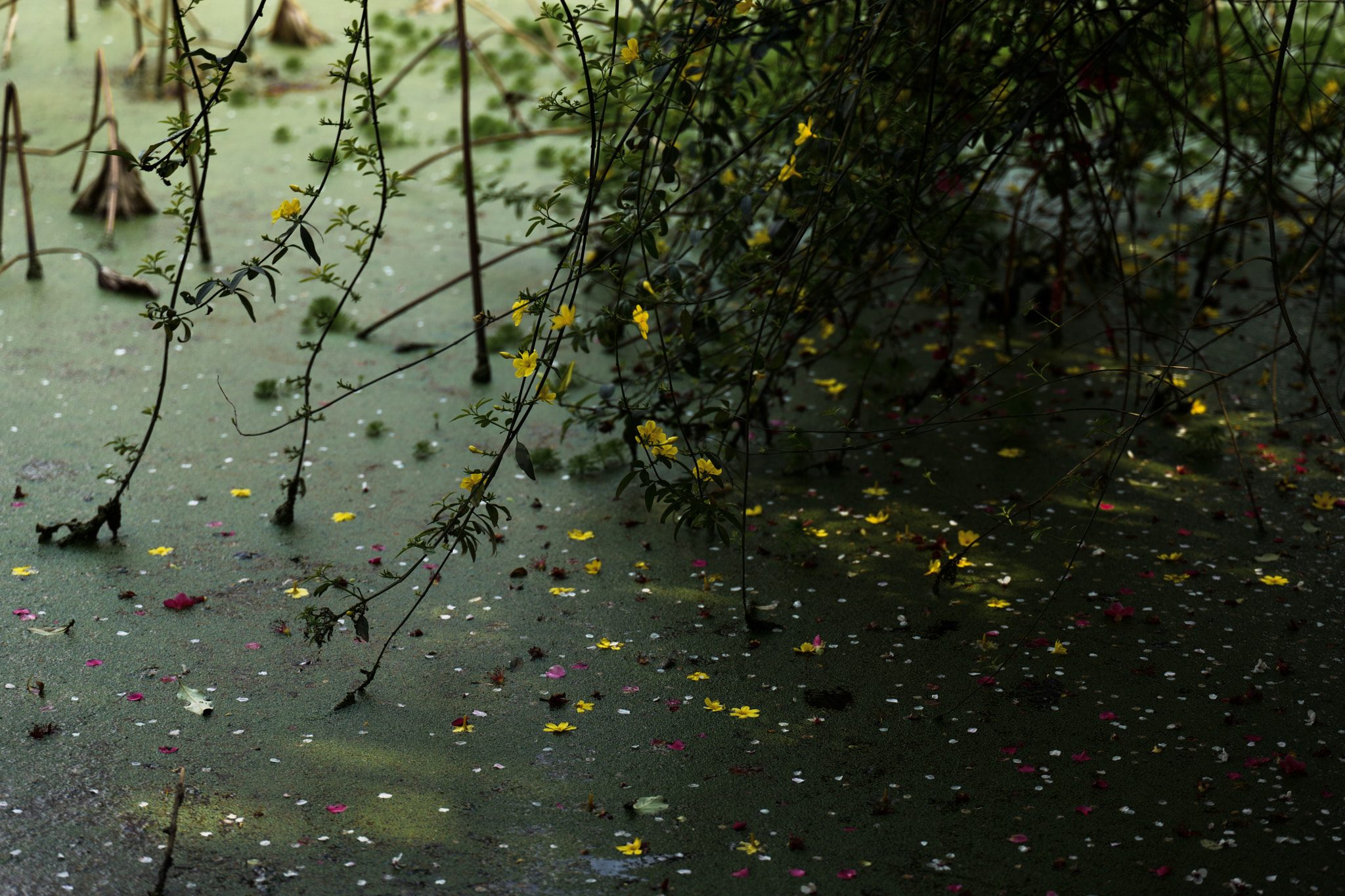 Leica SL (Typ 601) sample photo. Spring pool photography