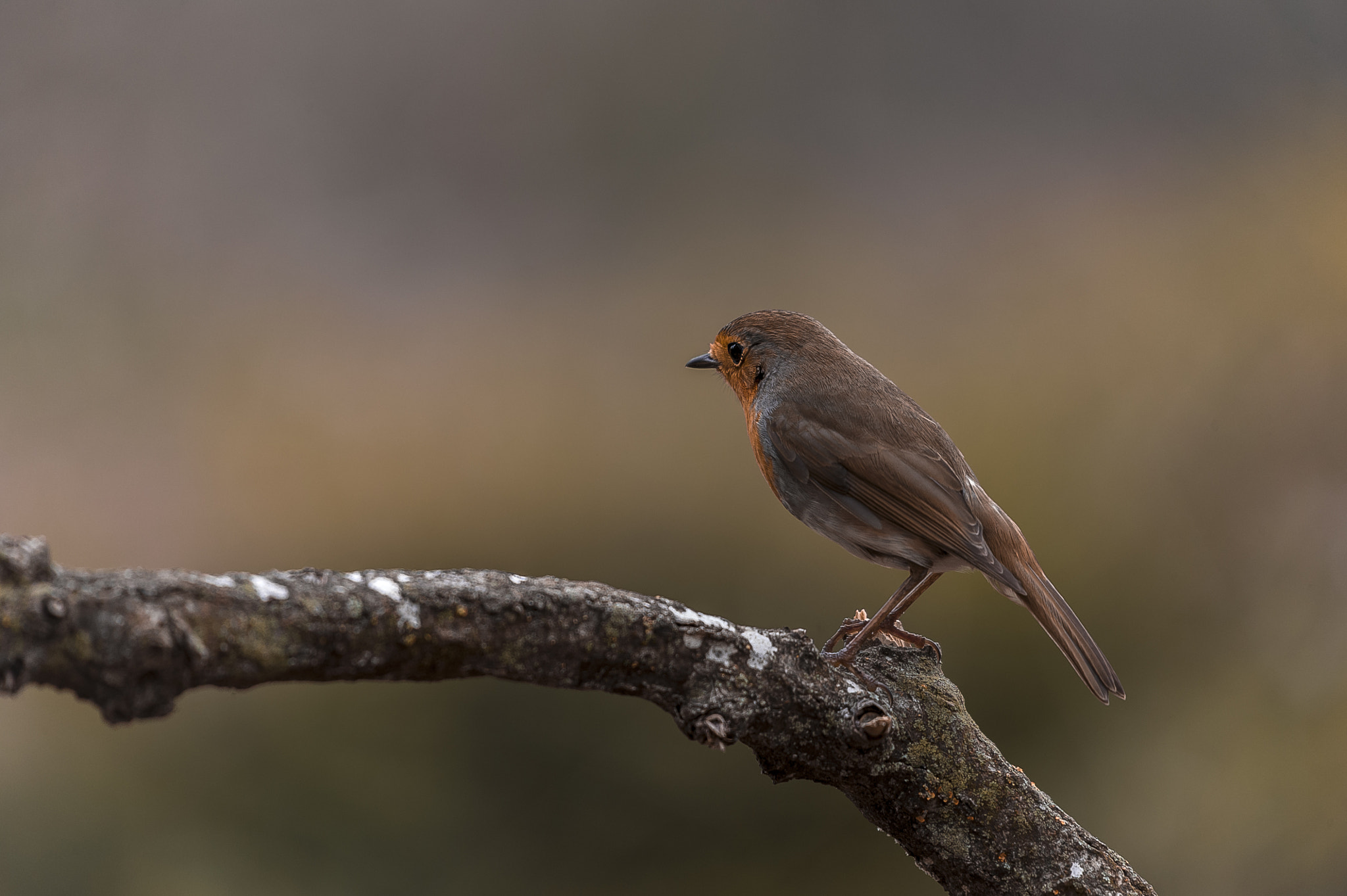 Nikon D3 + Sigma 50-500mm F4.5-6.3 DG OS HSM sample photo. Peti photography