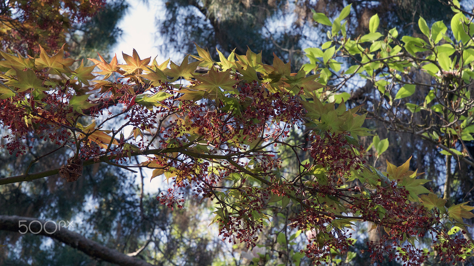 Sony FE 24-70mm F2.8 GM sample photo. Would you turn my volume up photography