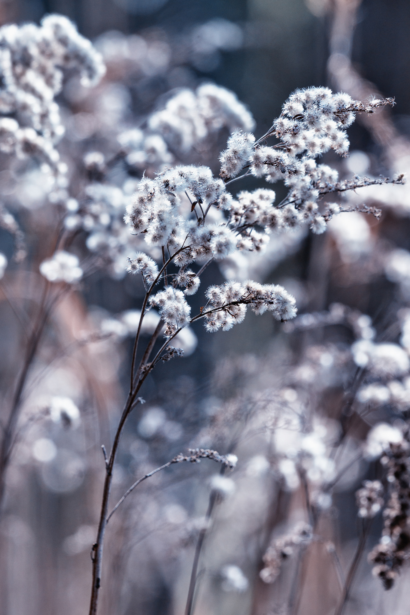 Sony a99 II + Sony 70-400mm F4-5.6 G SSM II sample photo. Spring bokeh photography