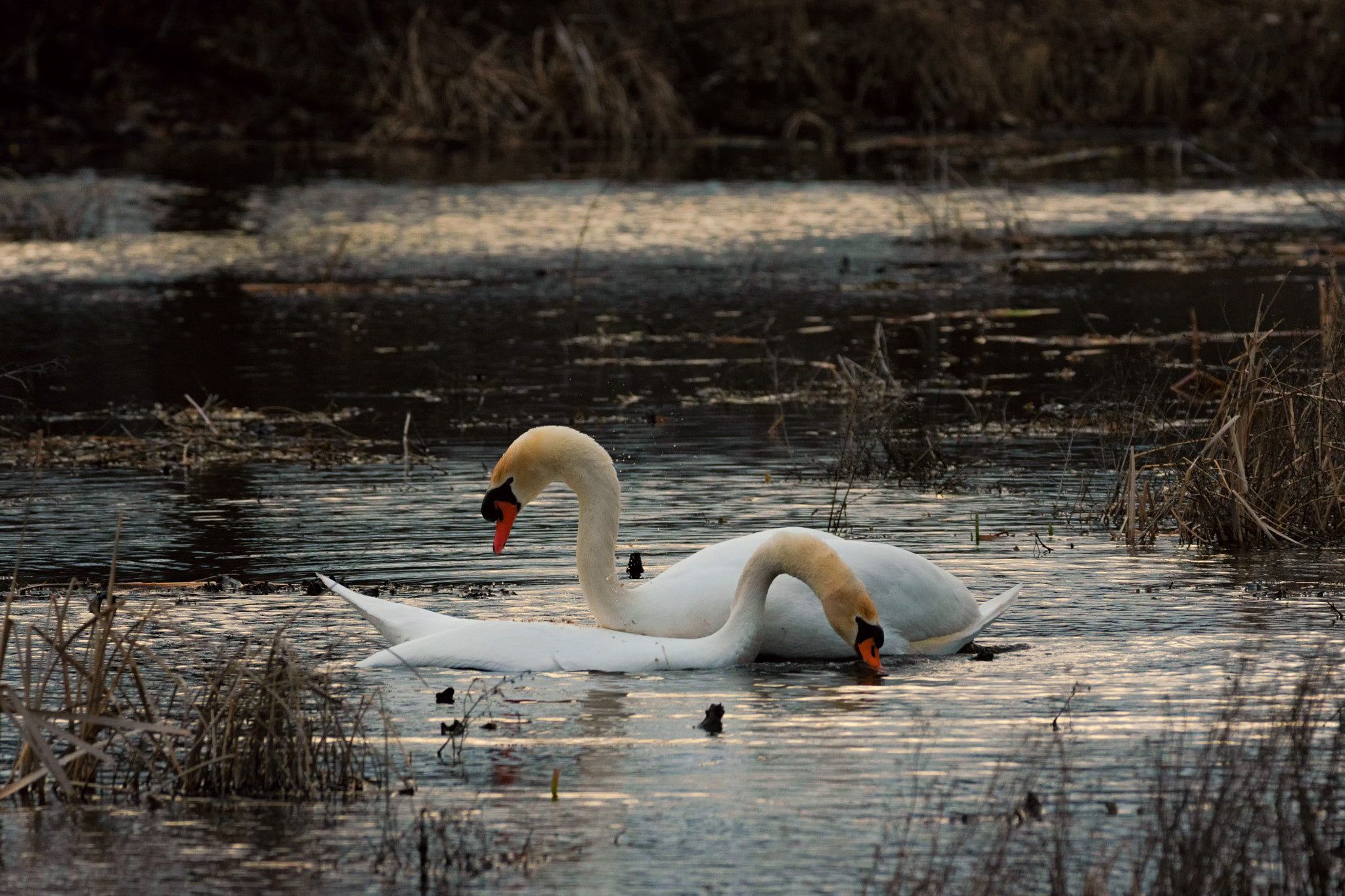 Nikon D7200 + Sigma 150-600mm F5-6.3 DG OS HSM | C sample photo. Swan romance photography