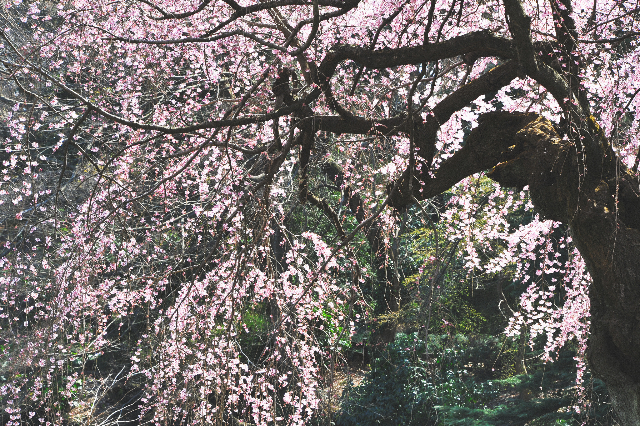 Nikon D700 sample photo. 枝垂桜 / shidare sakura photography