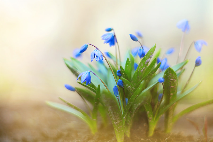 Canon EF 35-80mm f/4-5.6 sample photo. Dancing flowers... photography