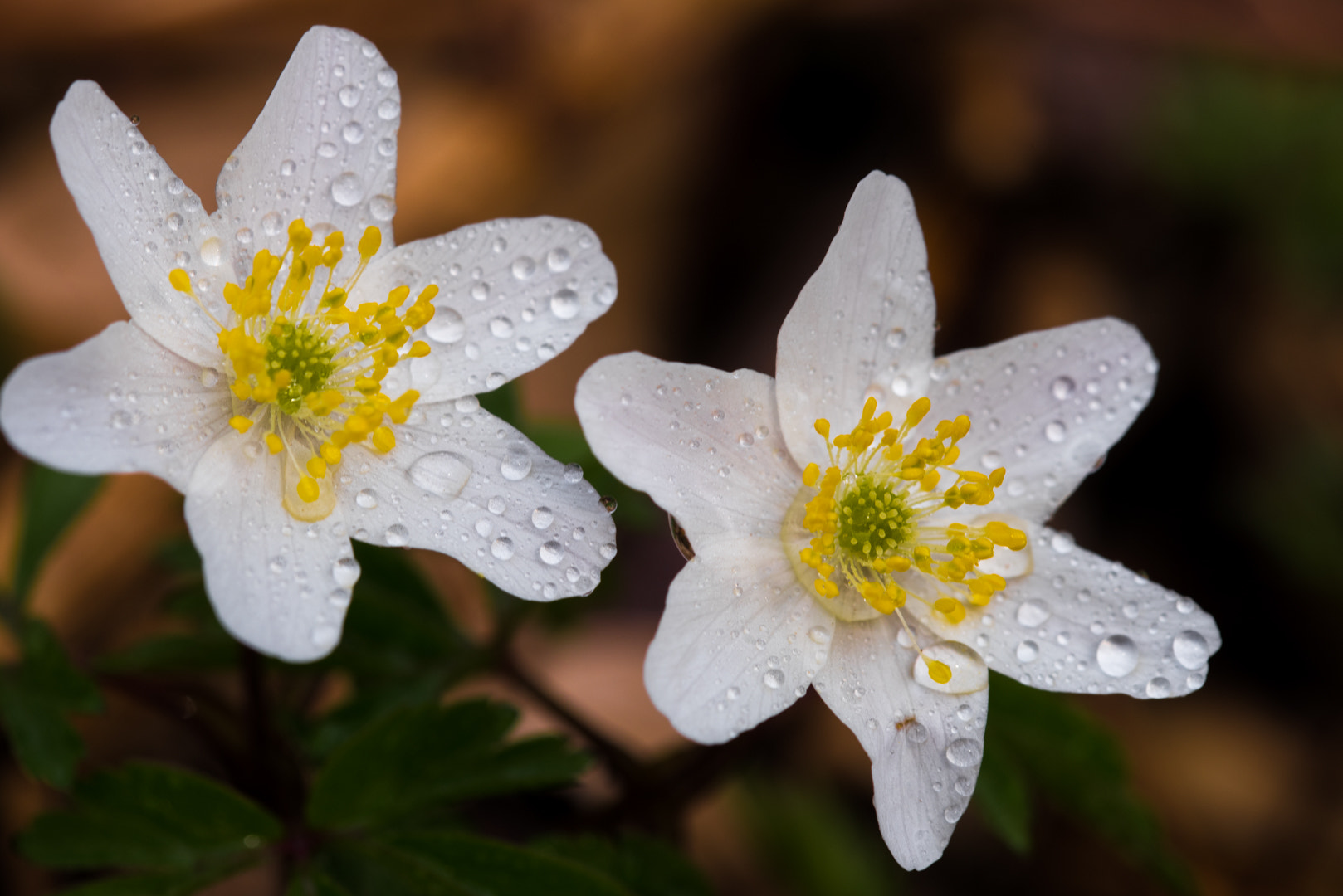 Sigma 105mm F2.8 EX DG OS HSM sample photo. Buschwindröschen photography