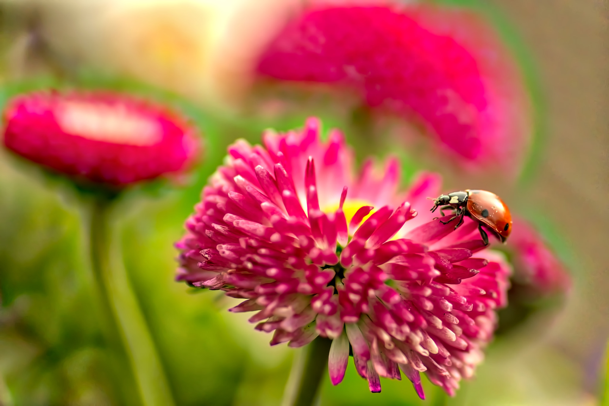 Pentax K-1 + Tamron SP AF 90mm F2.8 Di Macro sample photo. Ladybird photography