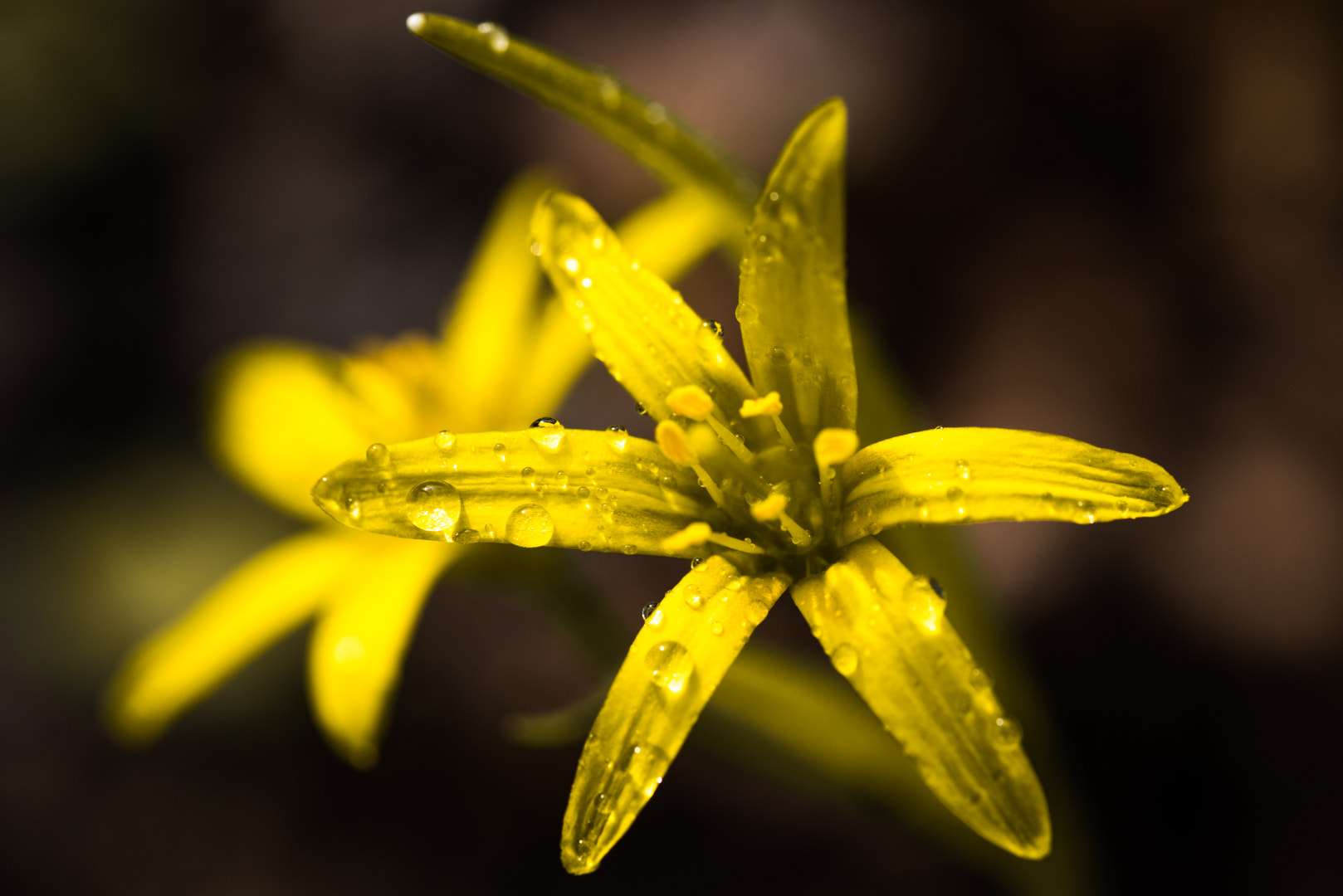 Sigma 105mm F2.8 EX DG OS HSM sample photo. Wald-gelbstern (gagea lutea) photography