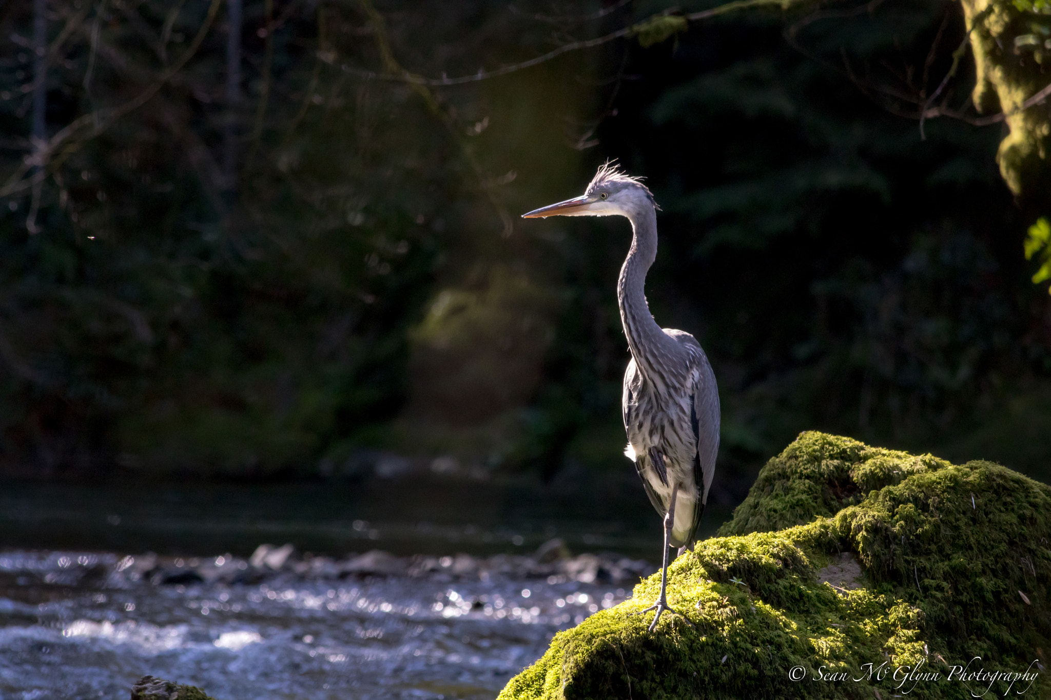 Canon EF 70-300mm F4-5.6 IS USM sample photo. Heron spots a fly photography