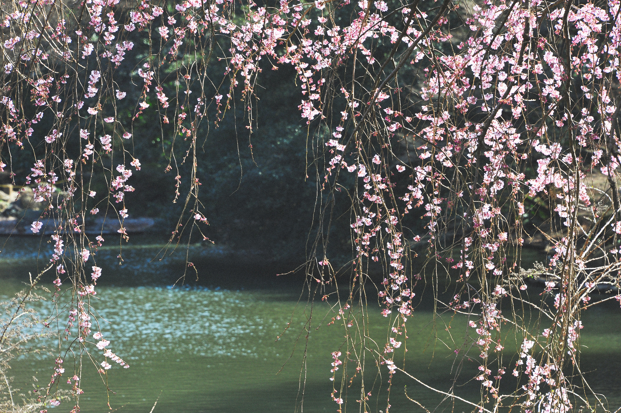 Nikon D700 sample photo. 枝垂桜 / shidare sakura photography