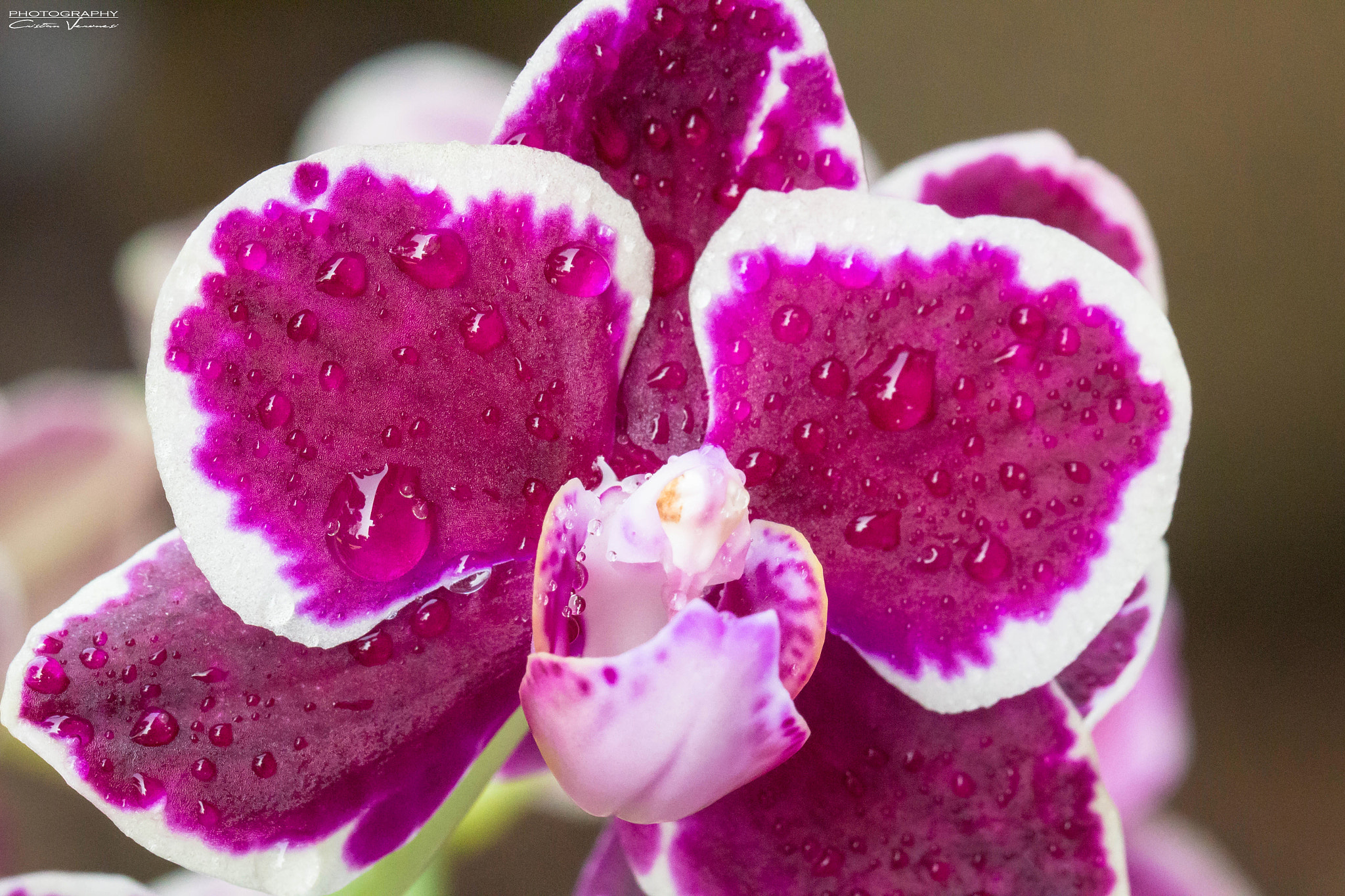 Canon EF 100mm F2.8L Macro IS USM sample photo. Orchidea photography