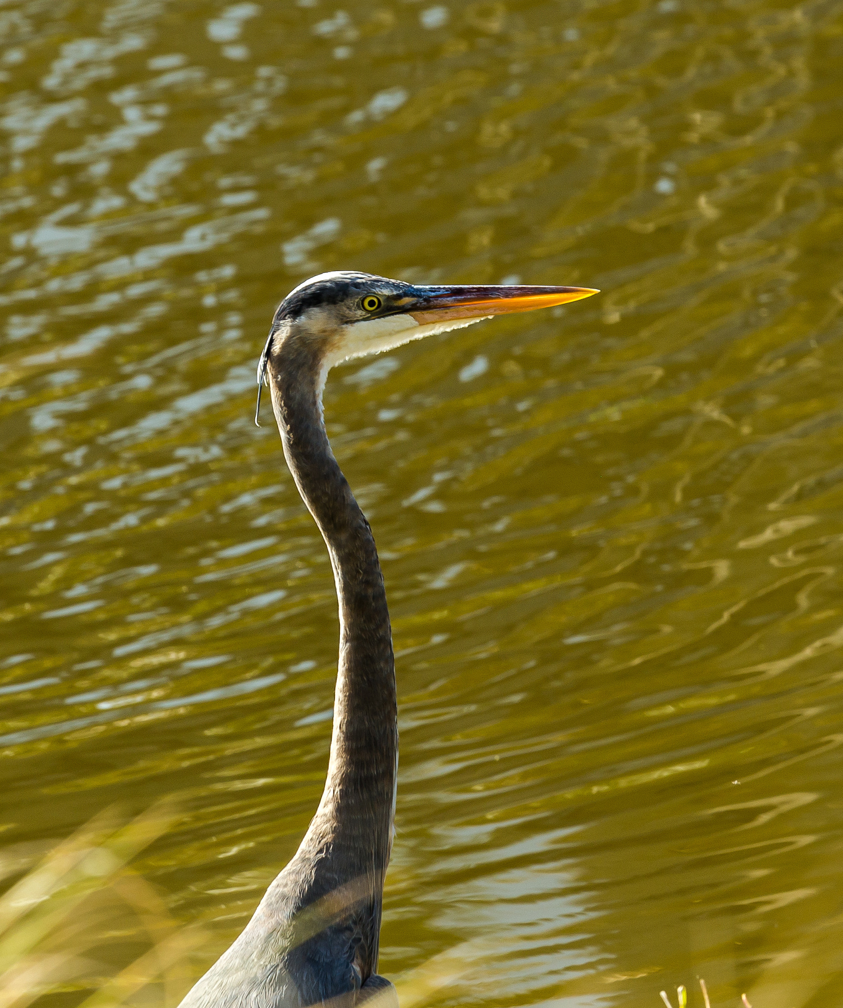 Canon EF 100-400mm F4.5-5.6L IS USM sample photo. Great blue heron photography