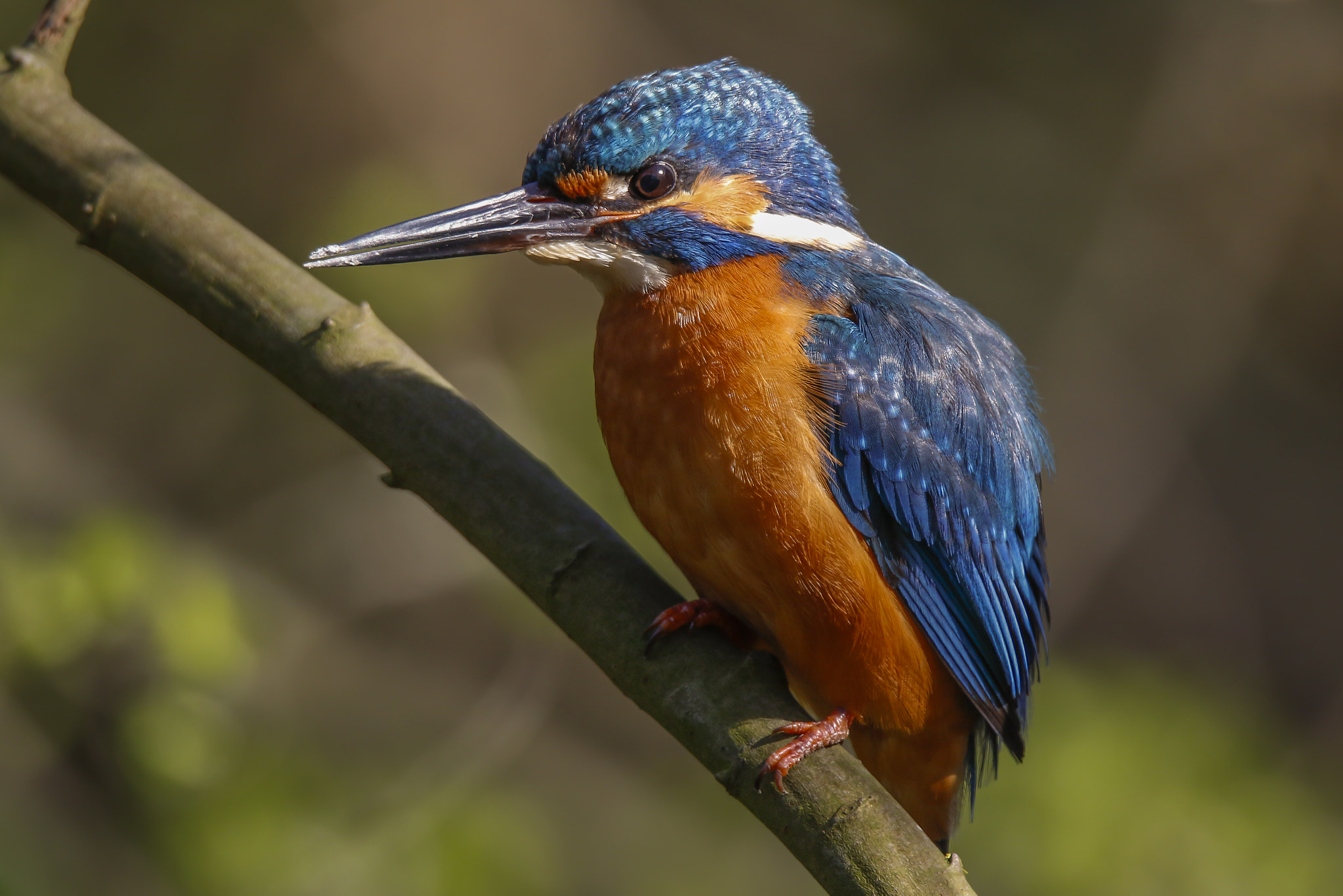 150-600mm F5-6.3 DG OS HSM | Sports 014 sample photo. Kingfisher photography