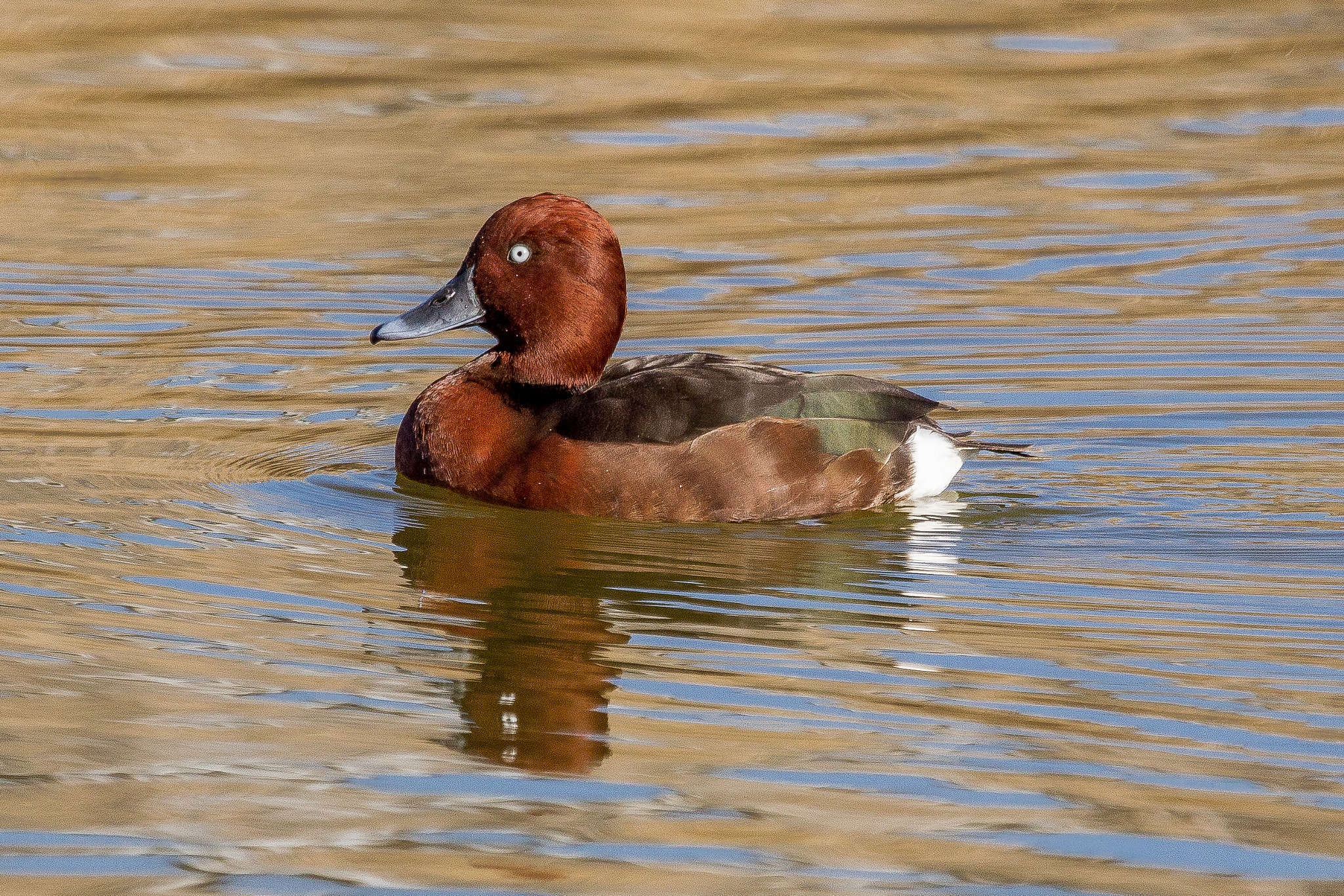 Canon EOS 60D + Canon EF 100-400mm F4.5-5.6L IS USM sample photo