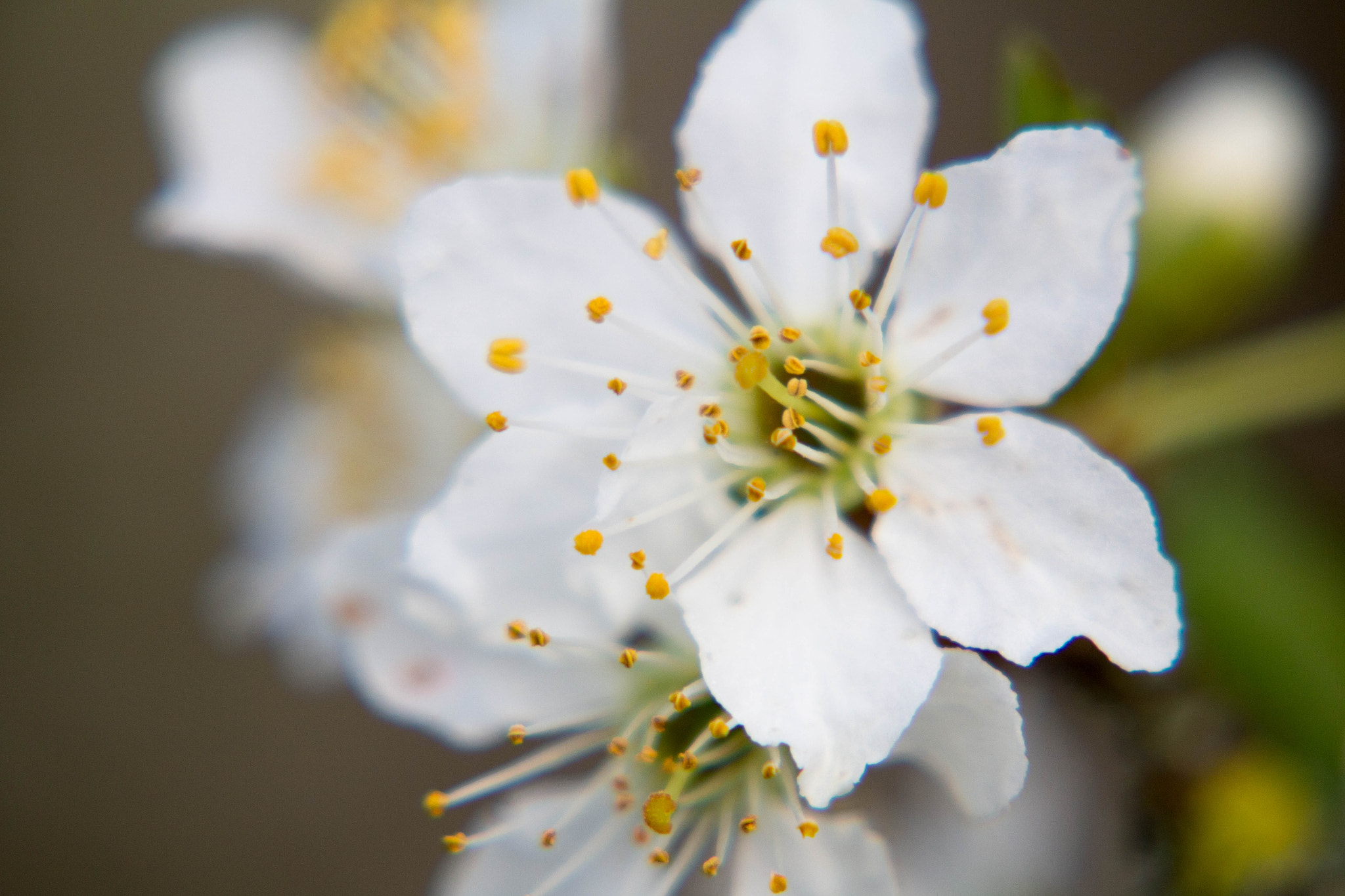 Canon EF-S 55-250mm F4-5.6 IS STM sample photo. Gelb photography