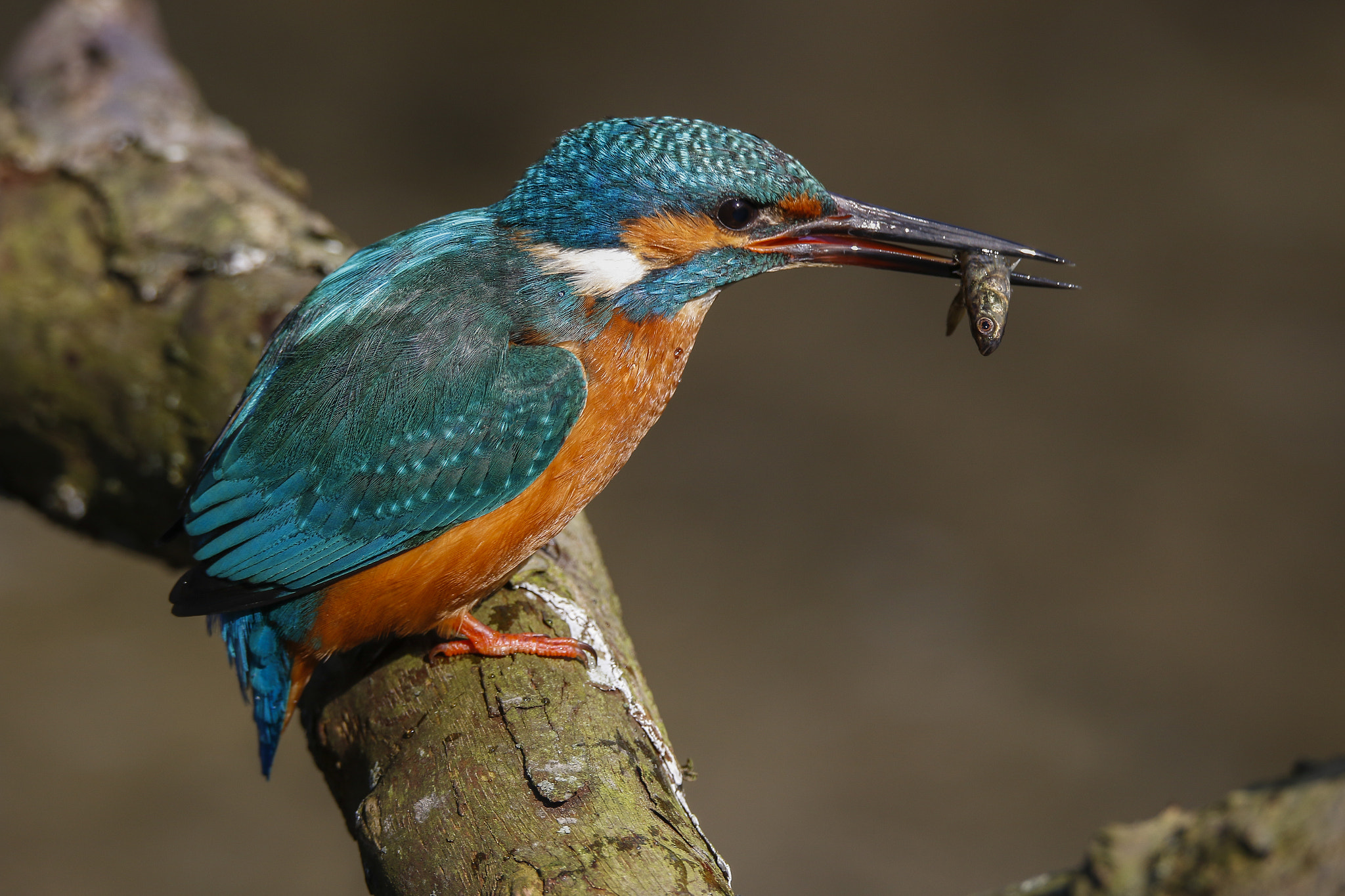150-600mm F5-6.3 DG OS HSM | Sports 014 sample photo. Kingfisher photography
