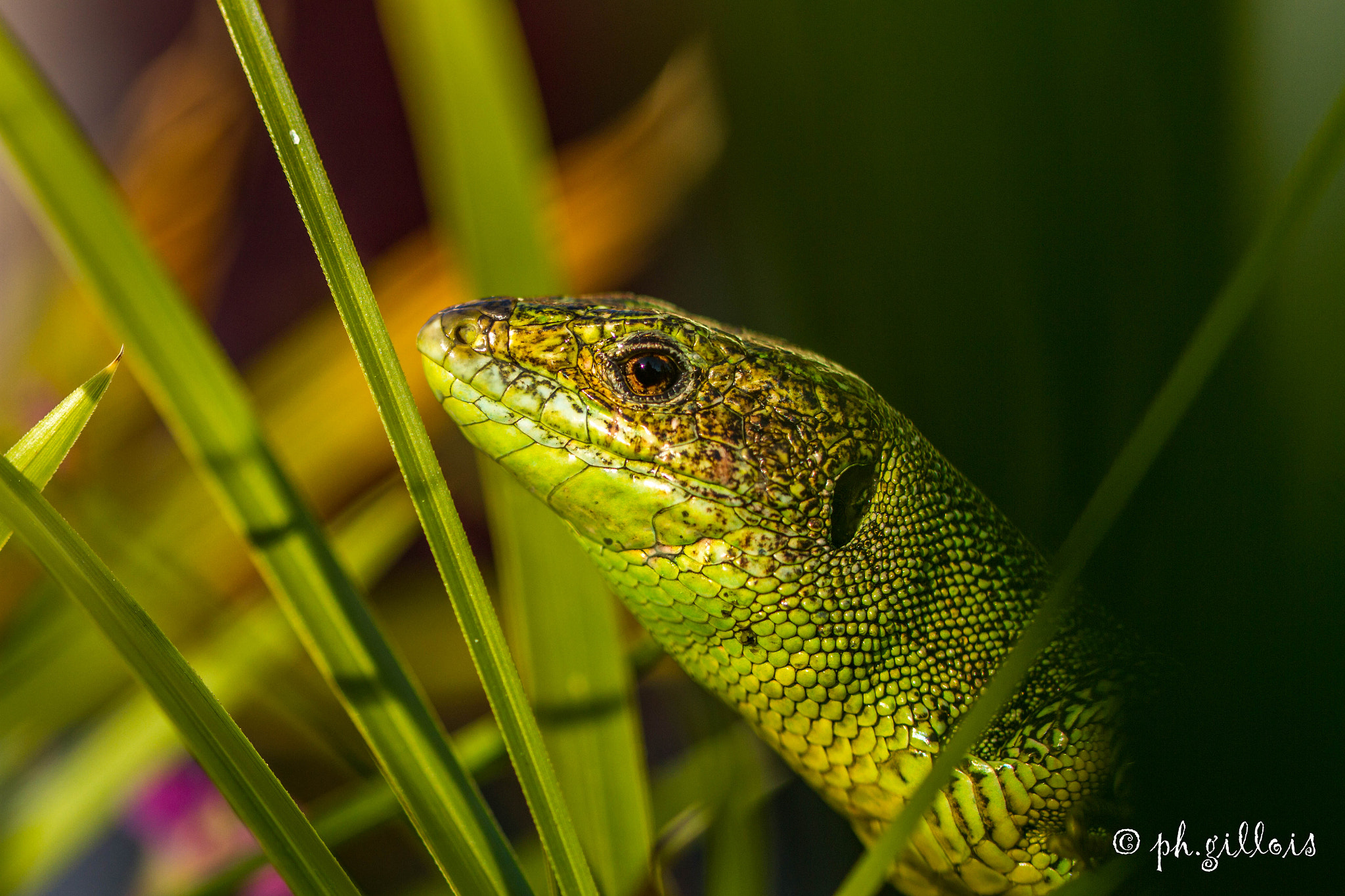 Canon EF 100mm F2.8 Macro USM sample photo. Lézard vert photography