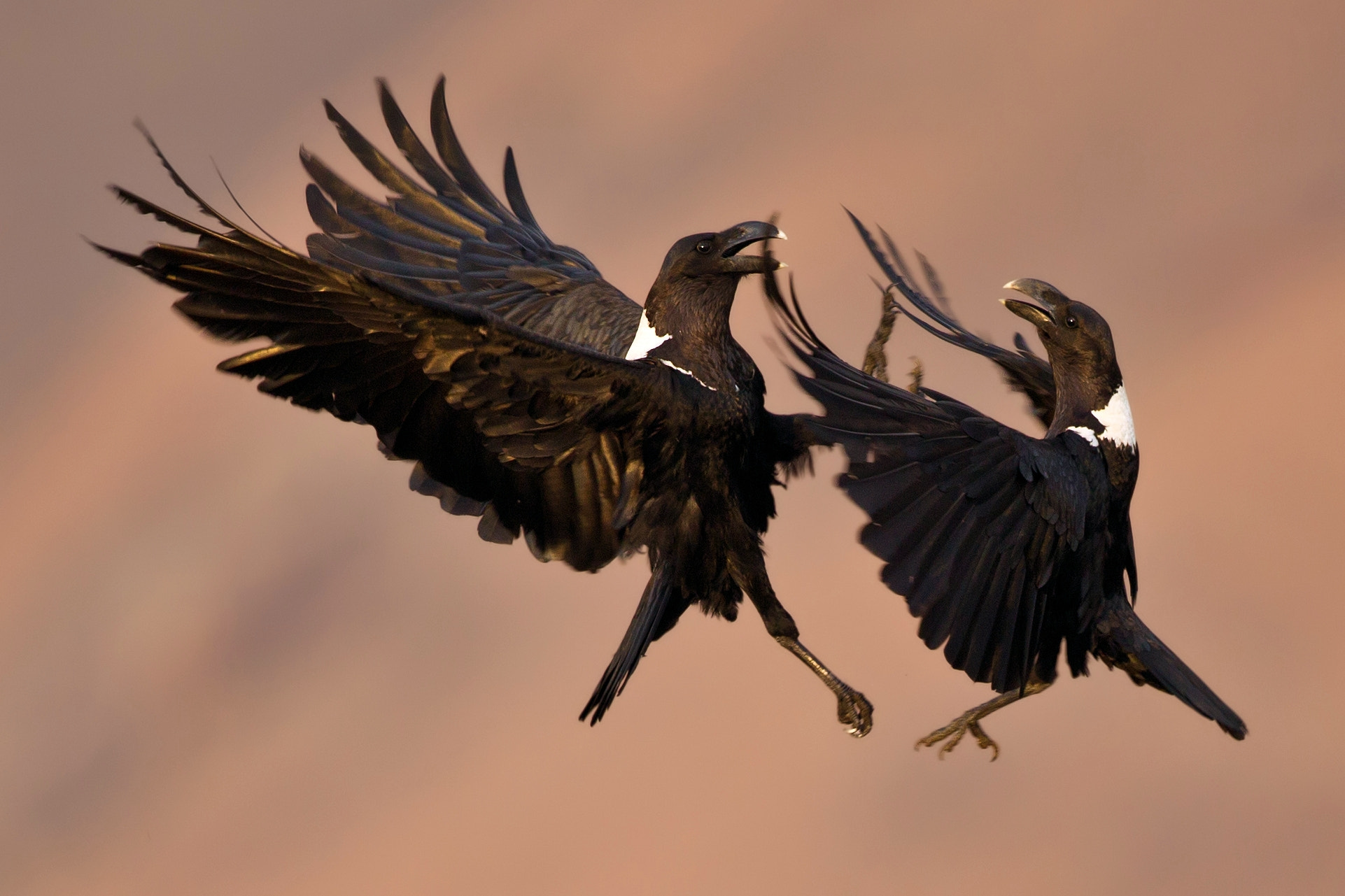 Canon EF 500mm F4L IS USM sample photo. Fighting pied crows photography