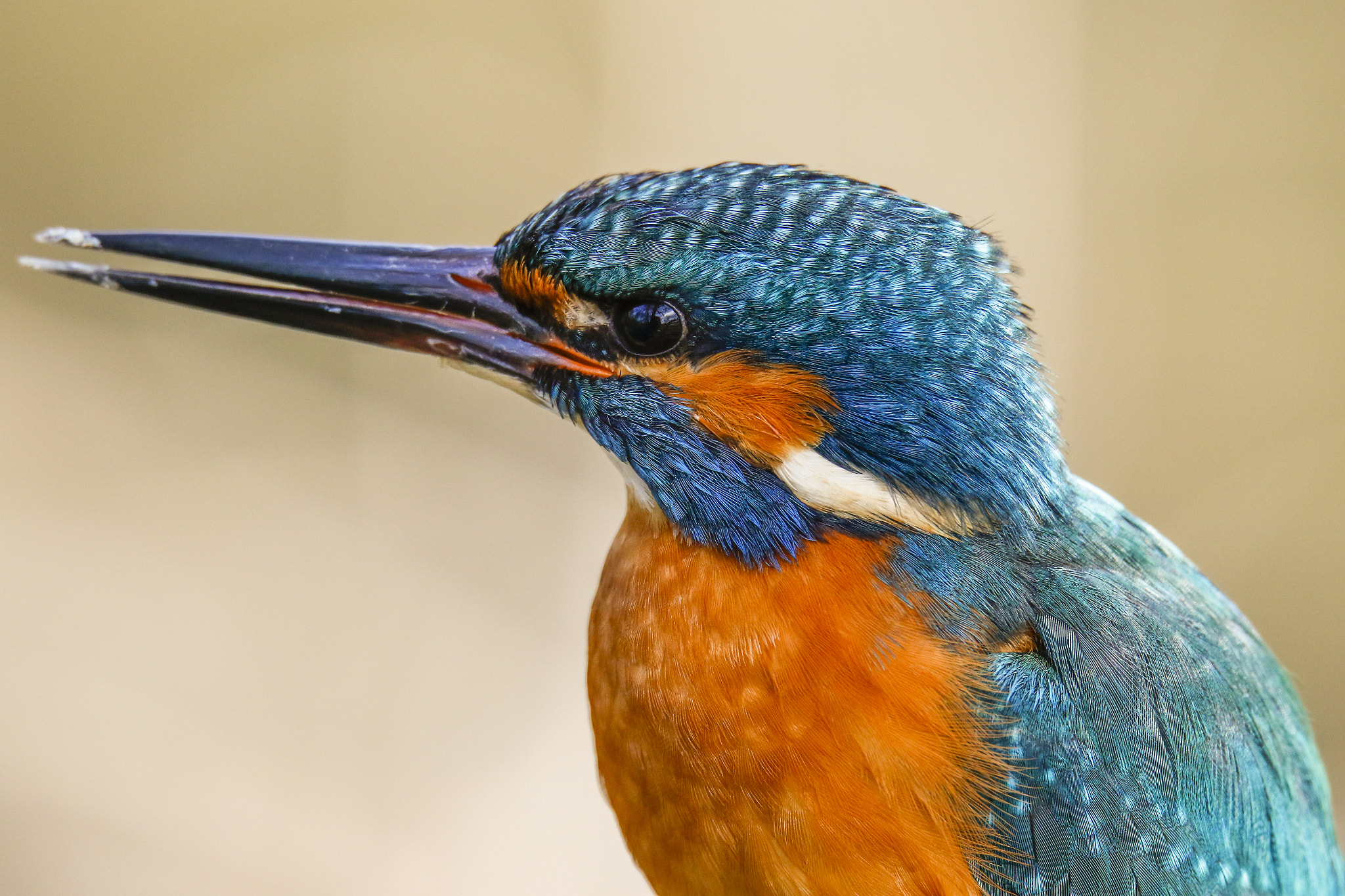 150-600mm F5-6.3 DG OS HSM | Sports 014 sample photo. Kingfisher photography