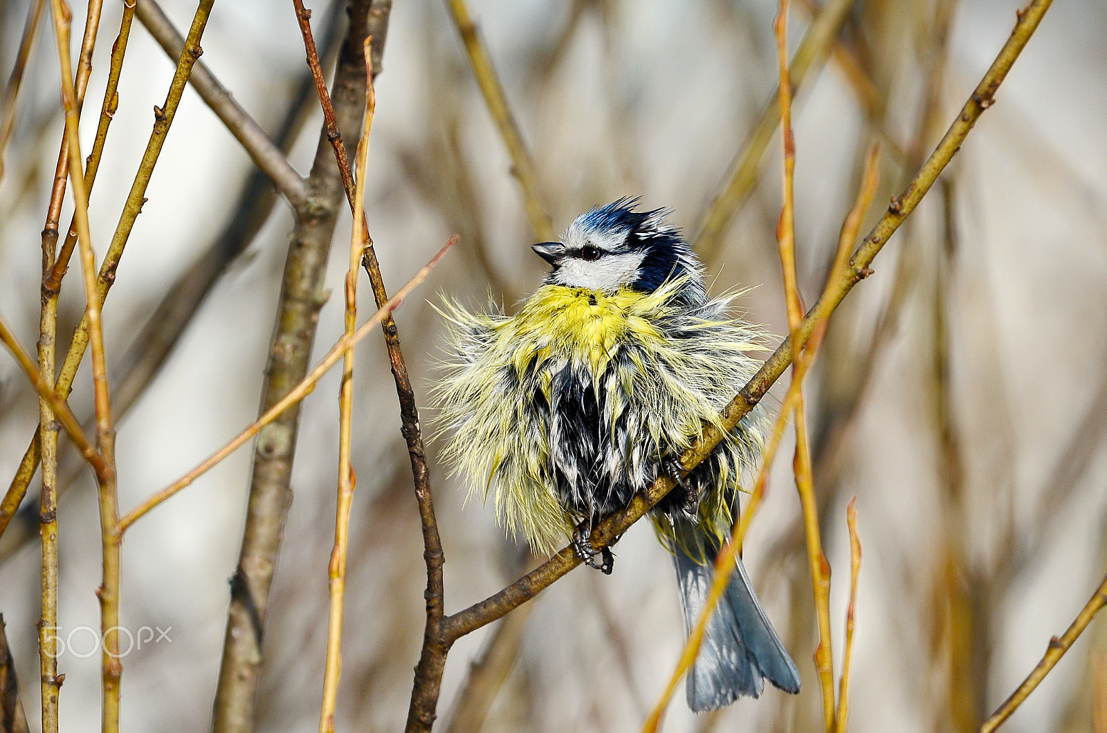 Nikon D7100 + AF Nikkor 28mm f/1.4D sample photo. Blue tit photography