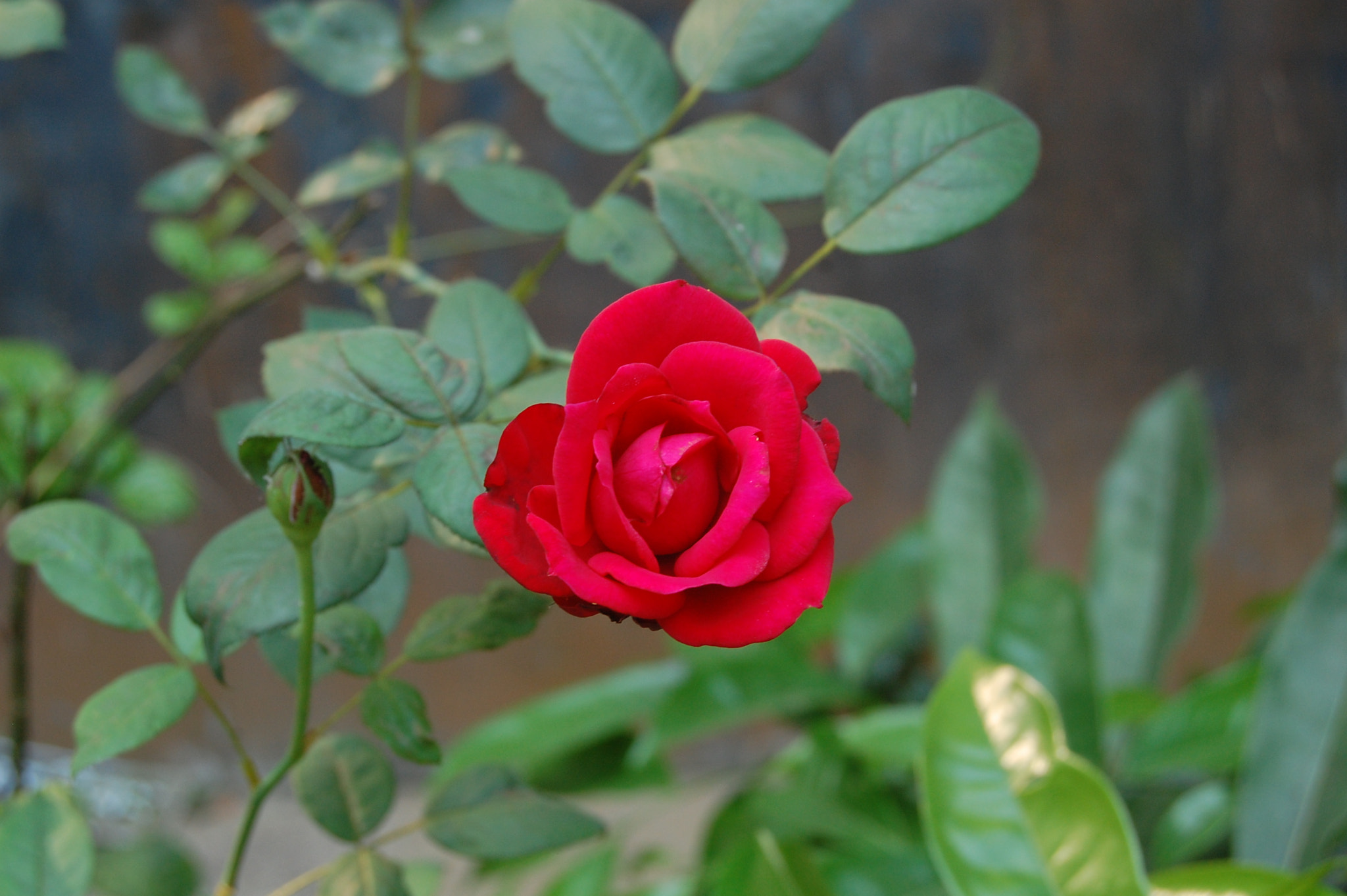 Nikon D40 sample photo. Rose photography