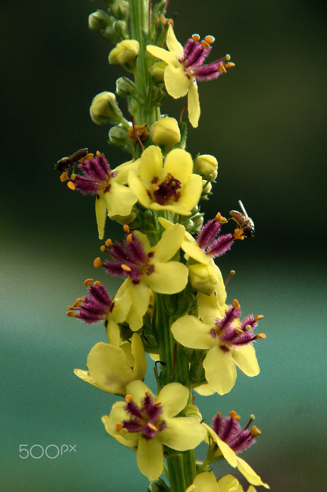 Nikon D300 sample photo. Black mullein photography