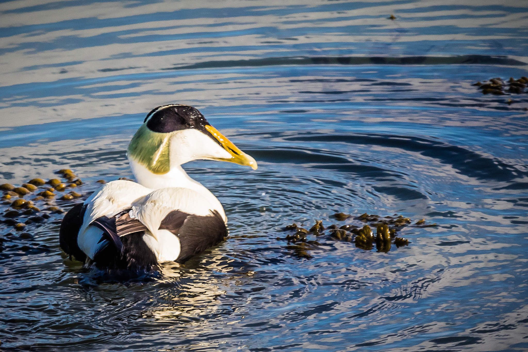 150-600mm F5-6.3 DG OS HSM | Sports 014 sample photo. Darth eider photography