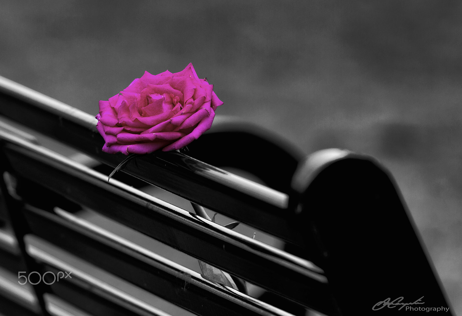 Canon EOS 7D + Canon EF 70-200mm F4L USM sample photo. Rose photography